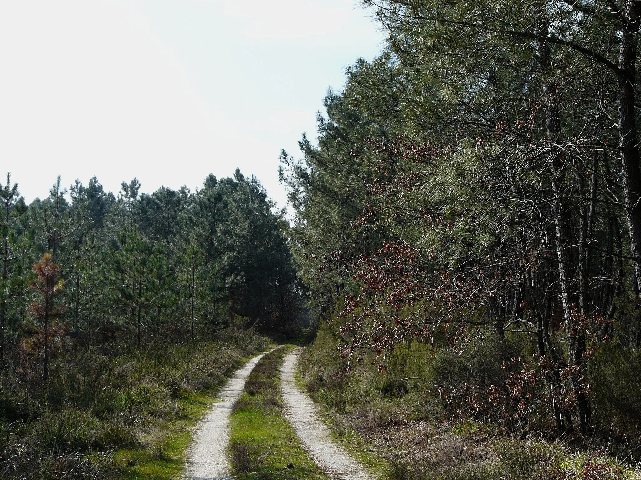 Photo showing: Chemin forestier en forêt de la Double, à l'est du lieu-dit la Métairie, en limites de Saint-Martin-l'Astier et de Saint-Étienne-de-Puycorbier, Dordogne, France.