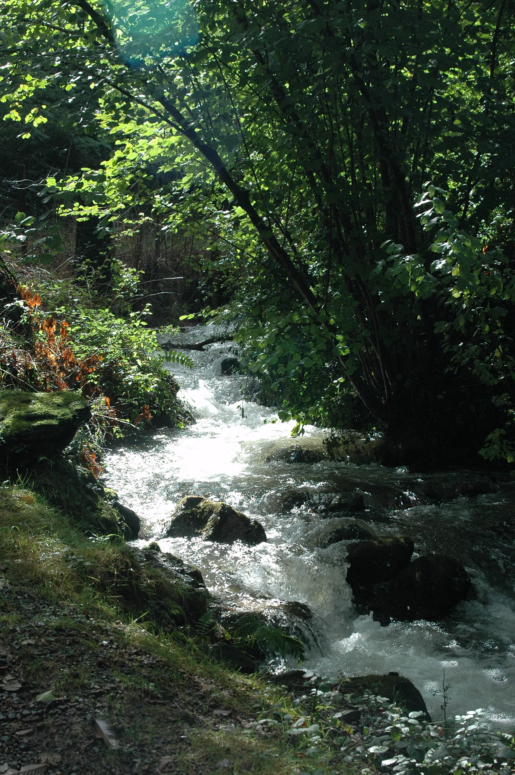 Photo showing: Itxassou, le ruisseau du Laxia, affluent de la Nive