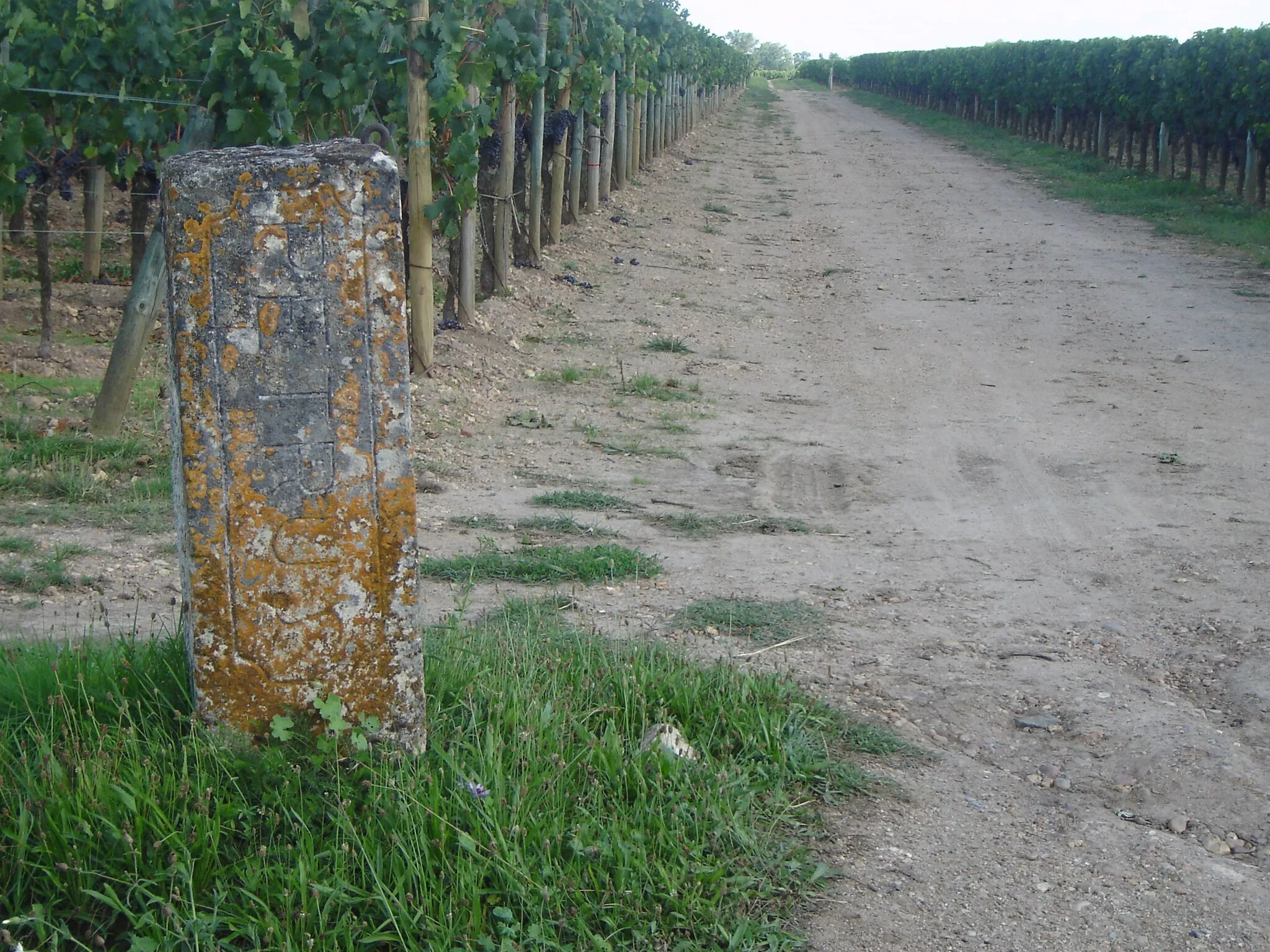 Photo showing: Wijngaard Bordeaux Petrus