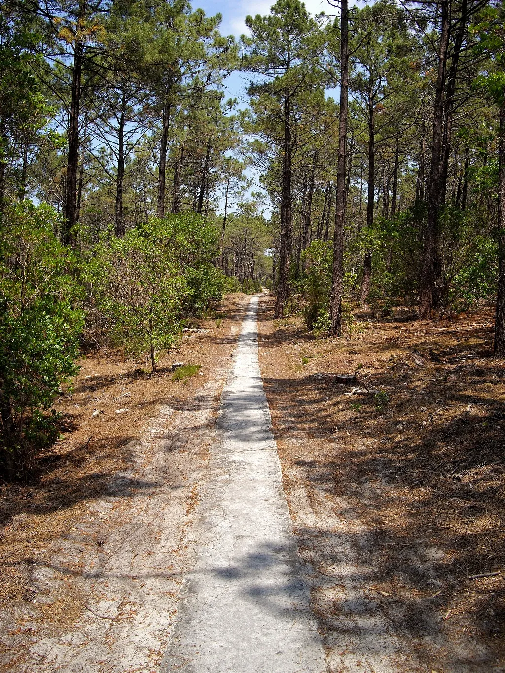 Photo showing: Cycle path among the coastal pine forest in Médoc connecting the seaside resorts of Carcans and Lacanau, part of EuroVelo 1 in France.