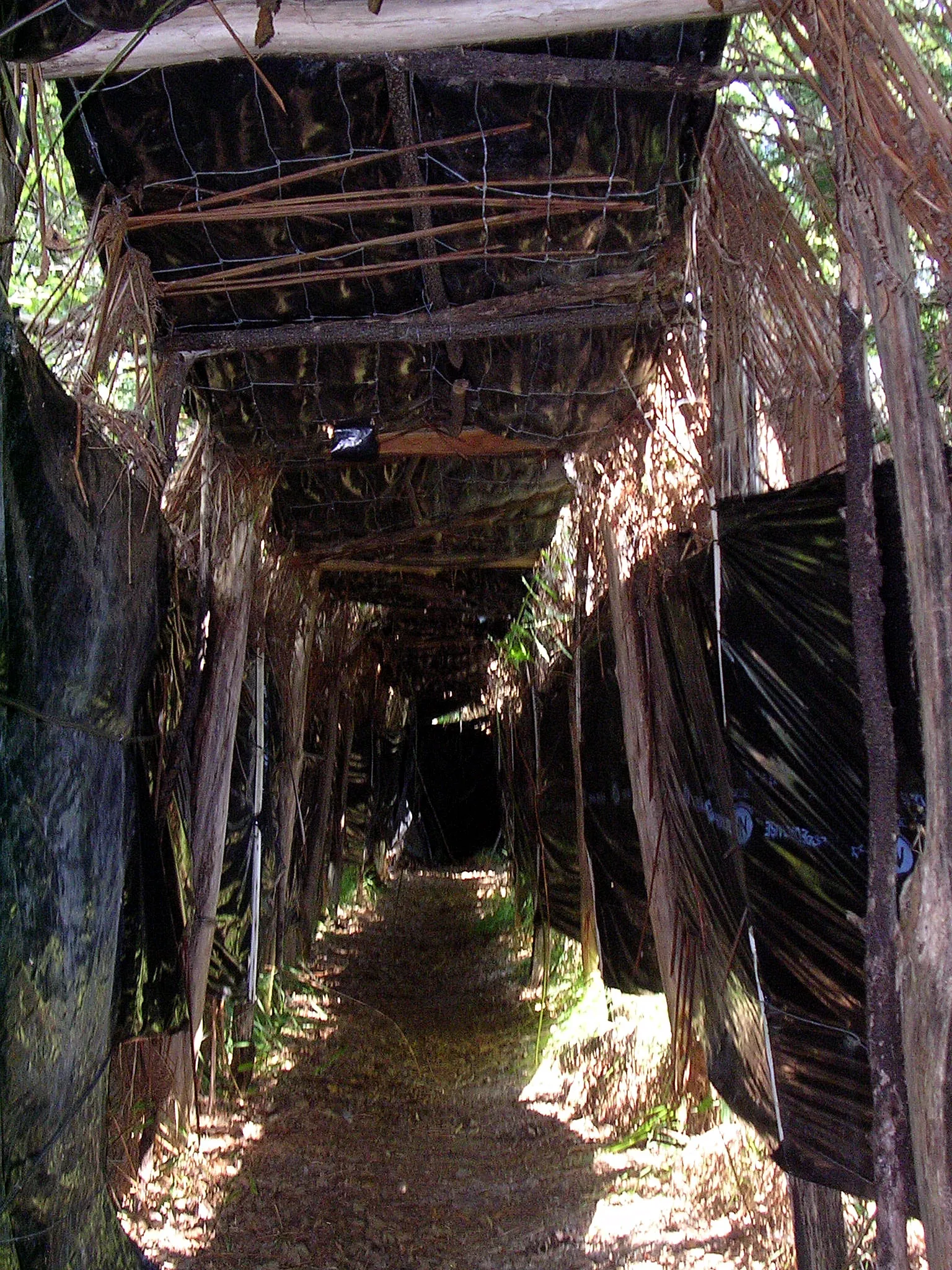 Photo showing: Galerie de palombière, vue intérieure, Landes, France. Cette palombière et la forêt ont été entièrement détruites au passage de la tempête Klaus, le 24 janvier 2009.