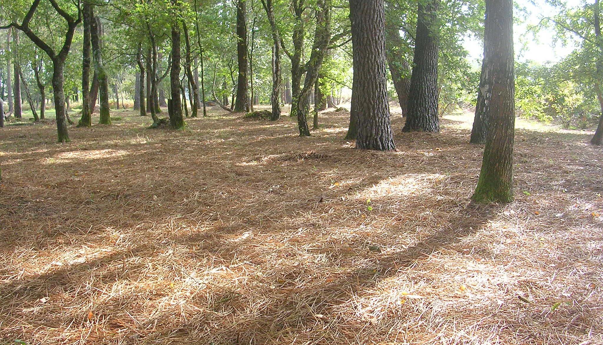 Photo showing: Sous bois des Landes (France) tapissé d'aiguilles de pins (localement appelées garbayes). Ce bois a été entièrement dévasté au passage de la tempête Klaus le 24 janvier 2009.