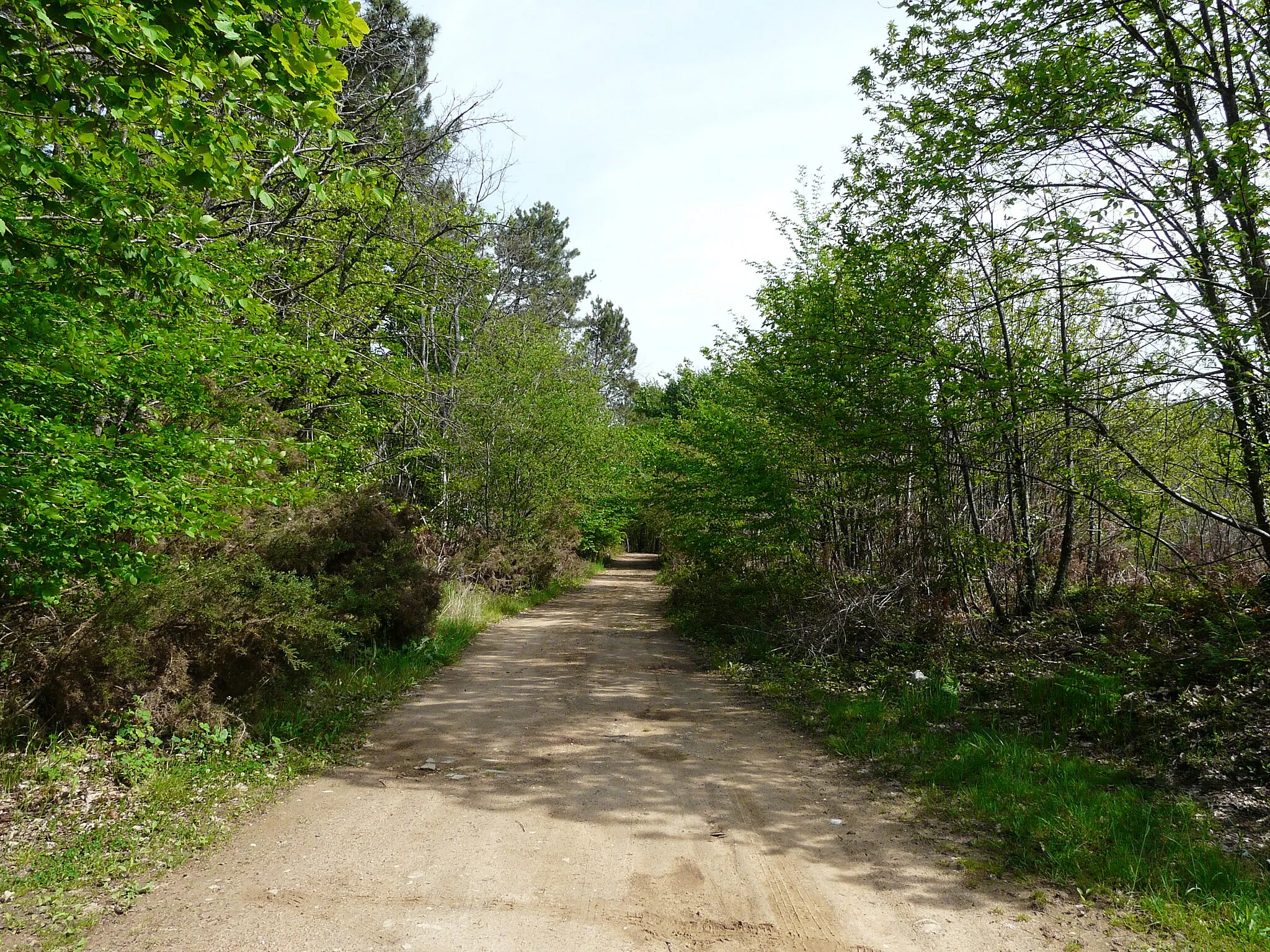 Photo showing: Chemin forestier en forêt de Liorac, en limite des communes de Saint-Sauveur (à gauche) et Mouleydier (à droite), Dordogne, France.