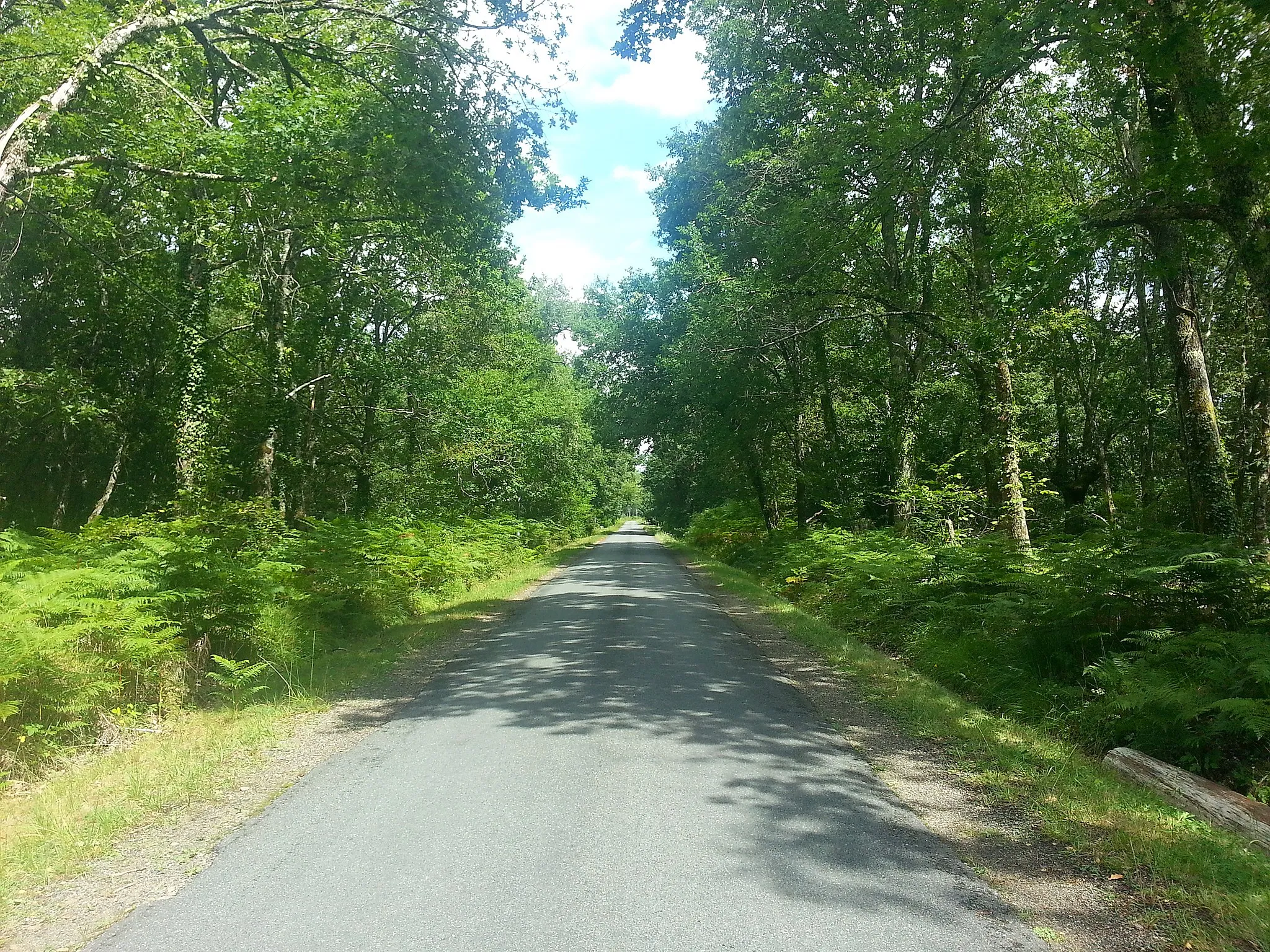 Photo showing: Dans la fôret des Landes, vers Canenx, sur la D53.