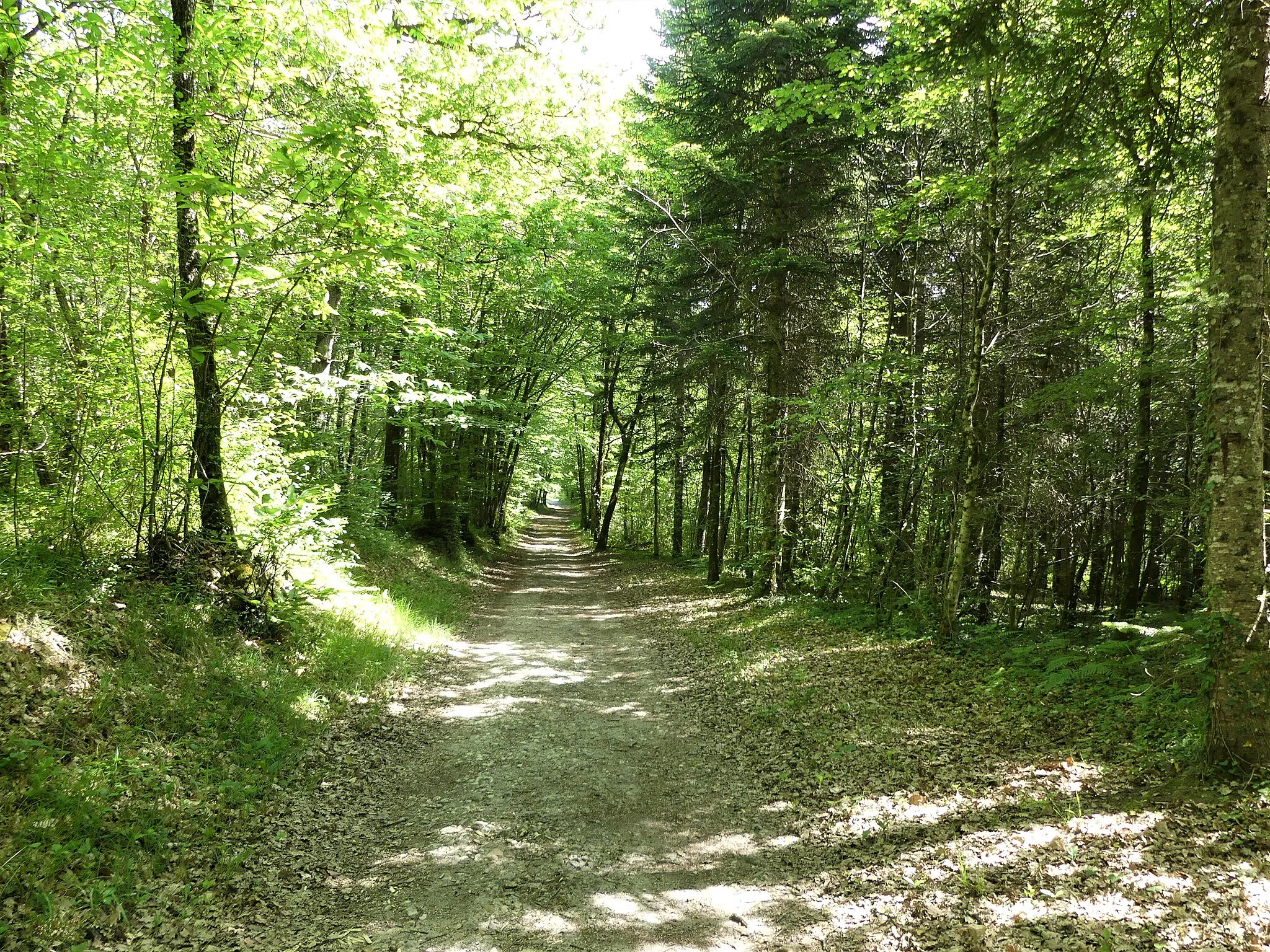 Photo showing: Tronçon commun au GR 36 et au GR 646 formant la limite entre Antonne-et-Trigonant (à gauche) et Trélissac (à droite), Dordogne, France.