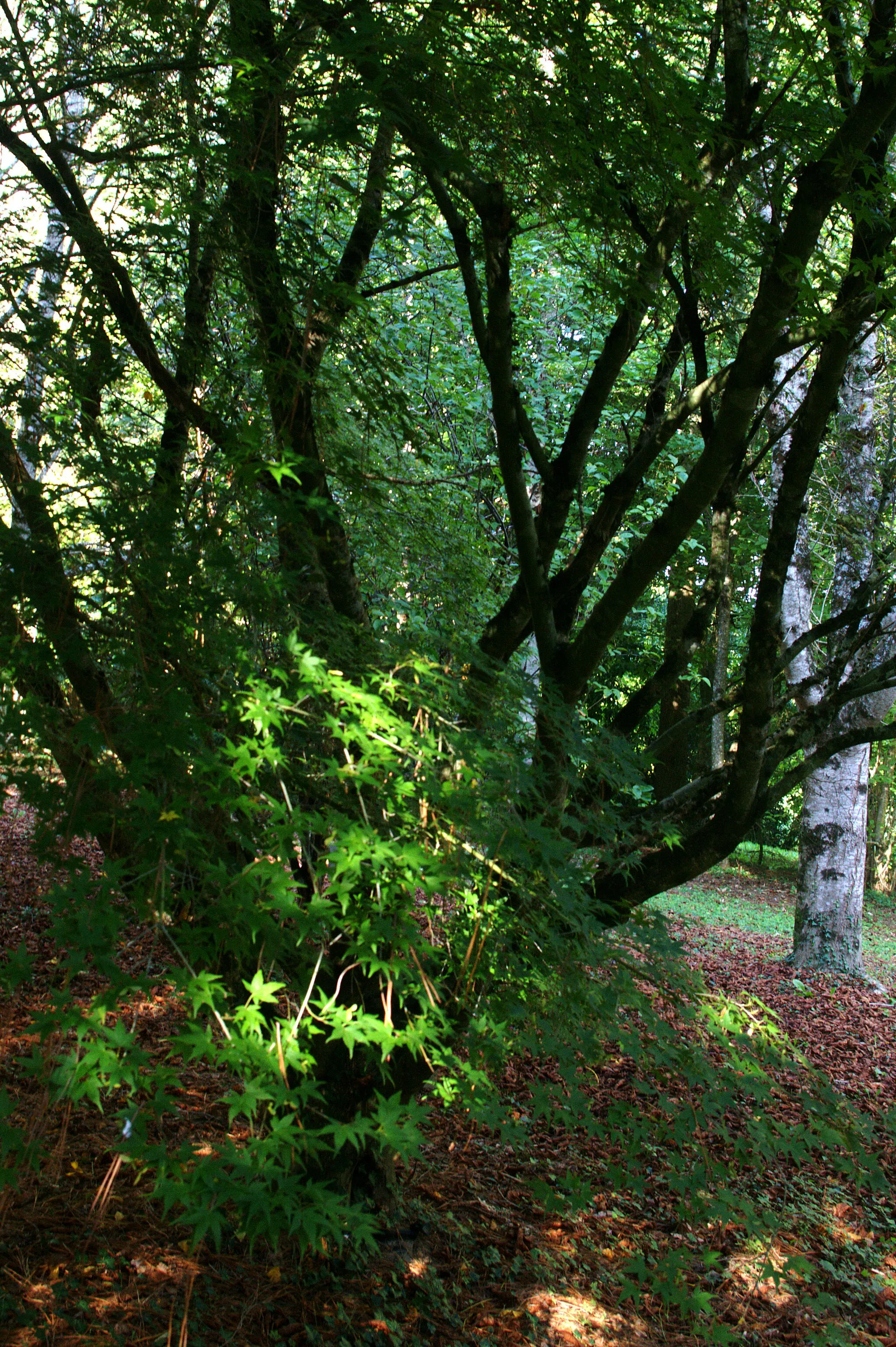 Photo showing: Un érable palmé (Acer palmatum) dans Arboretum de Montagnac, Saint-Saud-Lacoussière, Dordogne, France.
