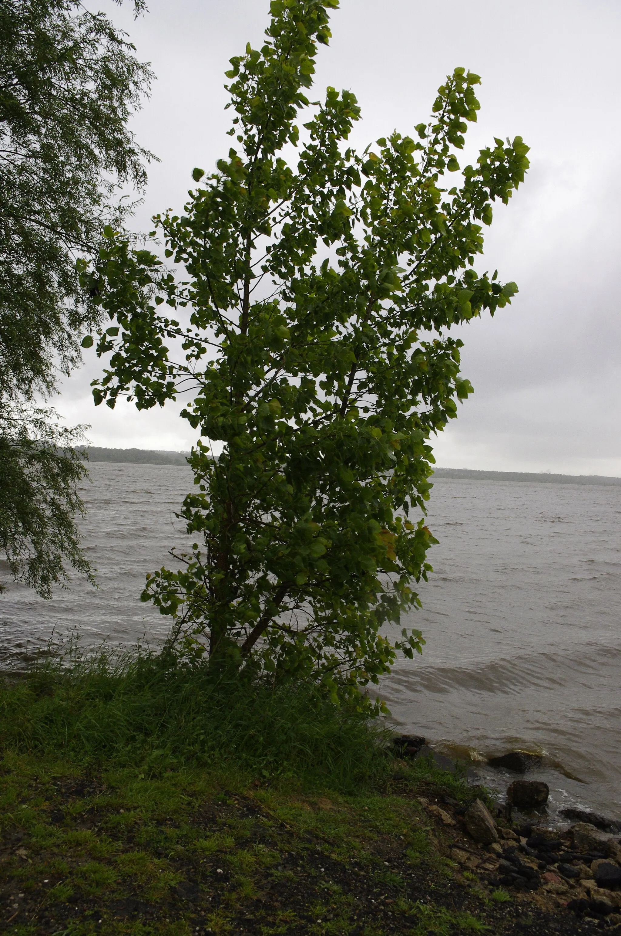 Photo showing: Le marais d'Orx au moment des fortes pluies du mois de mai 2013.