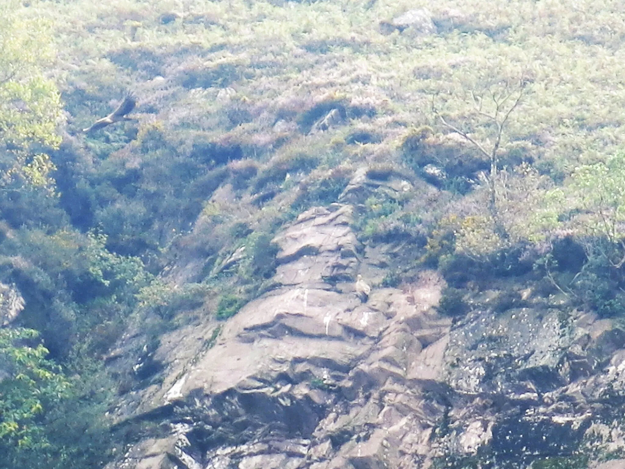 Photo showing: Vultures on a cliff near Saint-Martin-d'Arrossa (Pyrénées-Atlantiques, France).