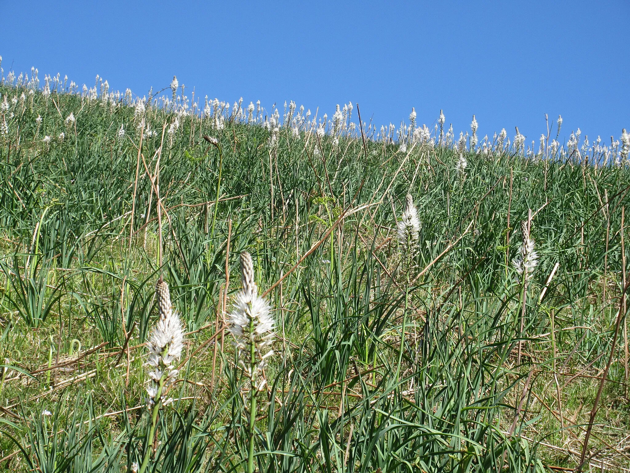 Photo showing: Avril, Pyrénées, altitude 600 mètres. Un champ de fleurs blanches dressées en épi.