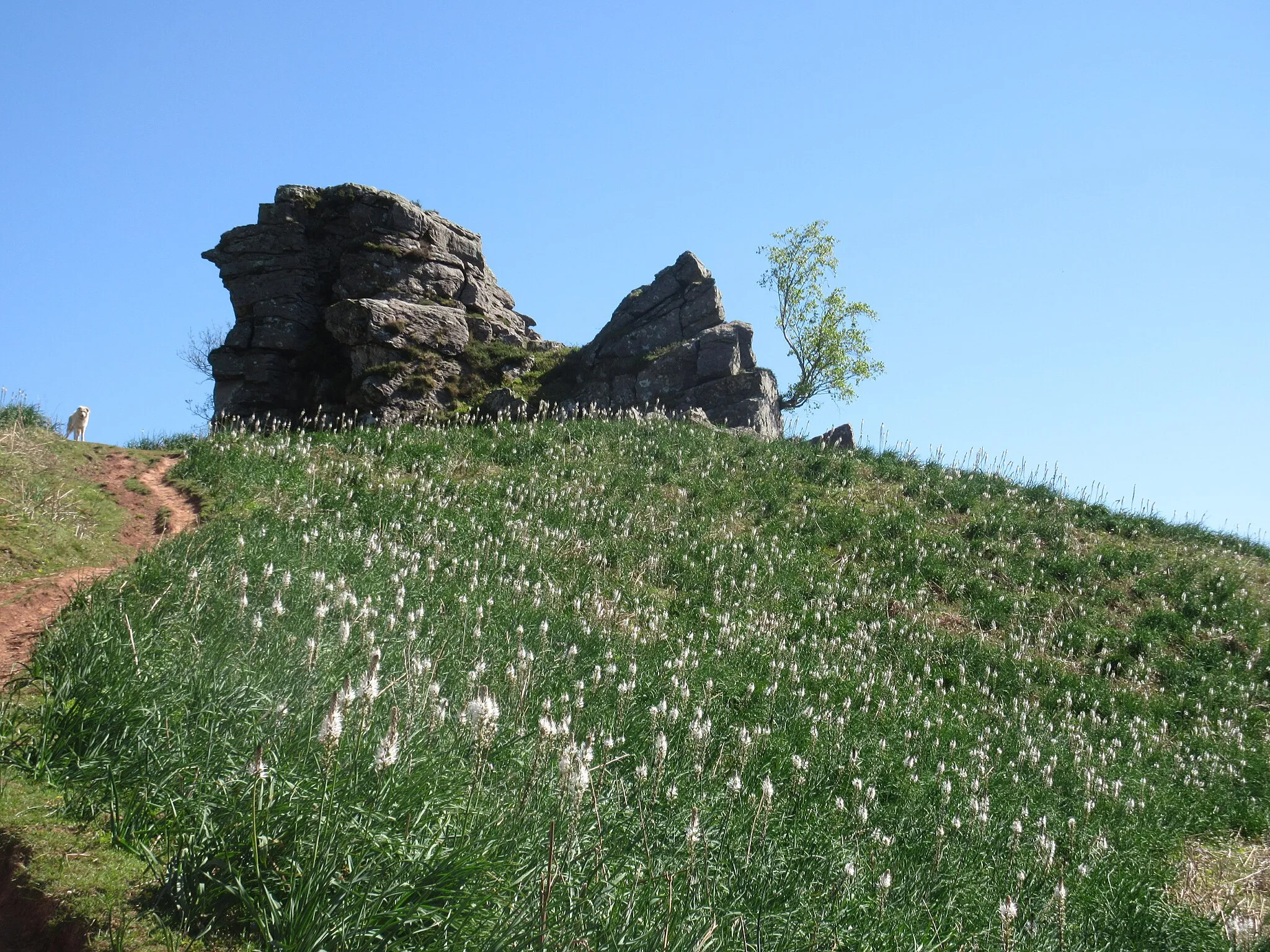 Photo showing: Avril, Pyrénées, altitude 600 mètres. Un champ de fleurs blanches dressées en épi.