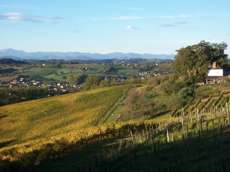 Photo showing: Vignoble à Monein au moment des vendanges (Monein, Pyrénées-Atlantiques)