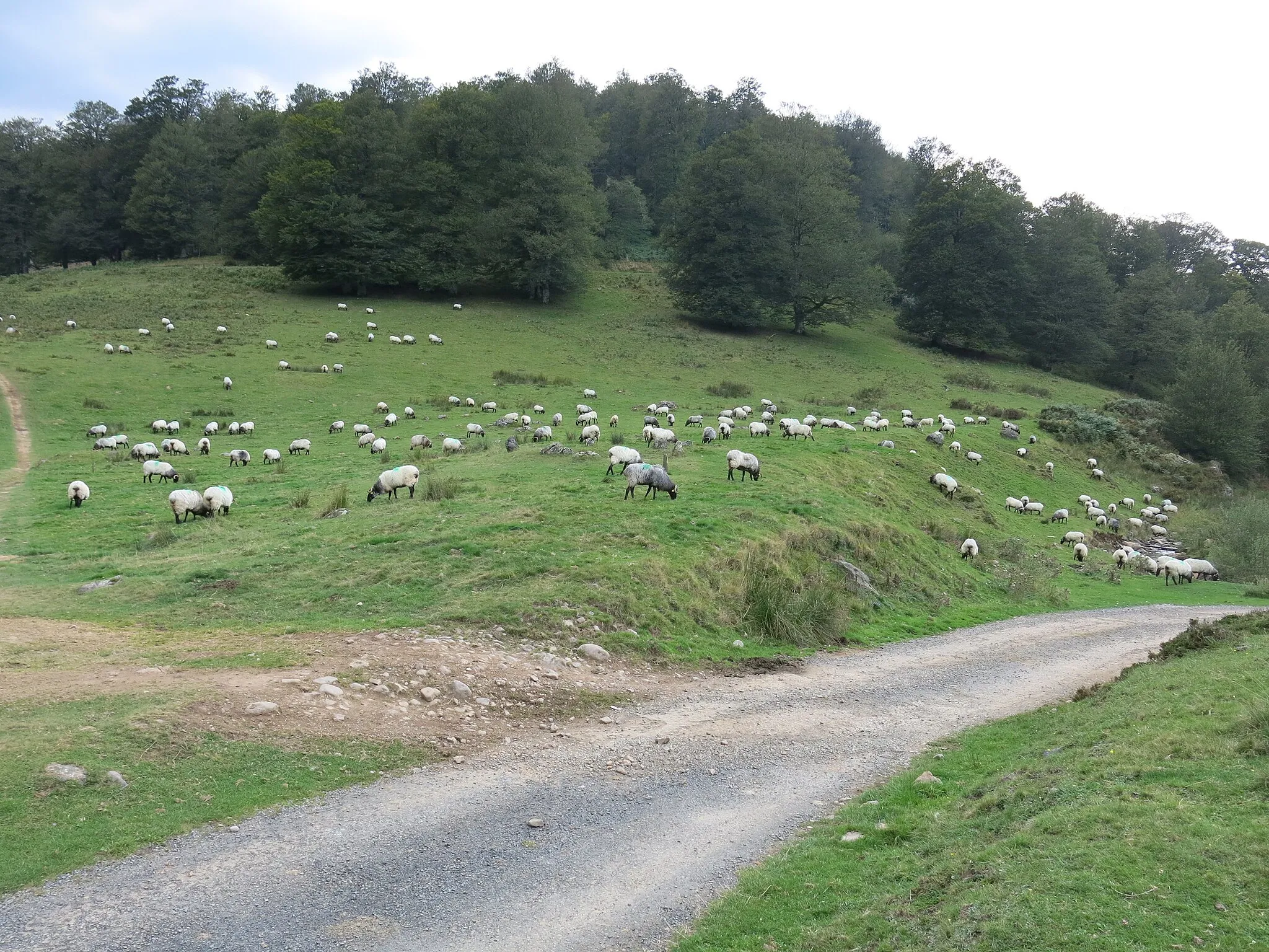 Photo showing: Sheep near the Burdincurutcheta pass (Pyrénées-Atlantiques, France).