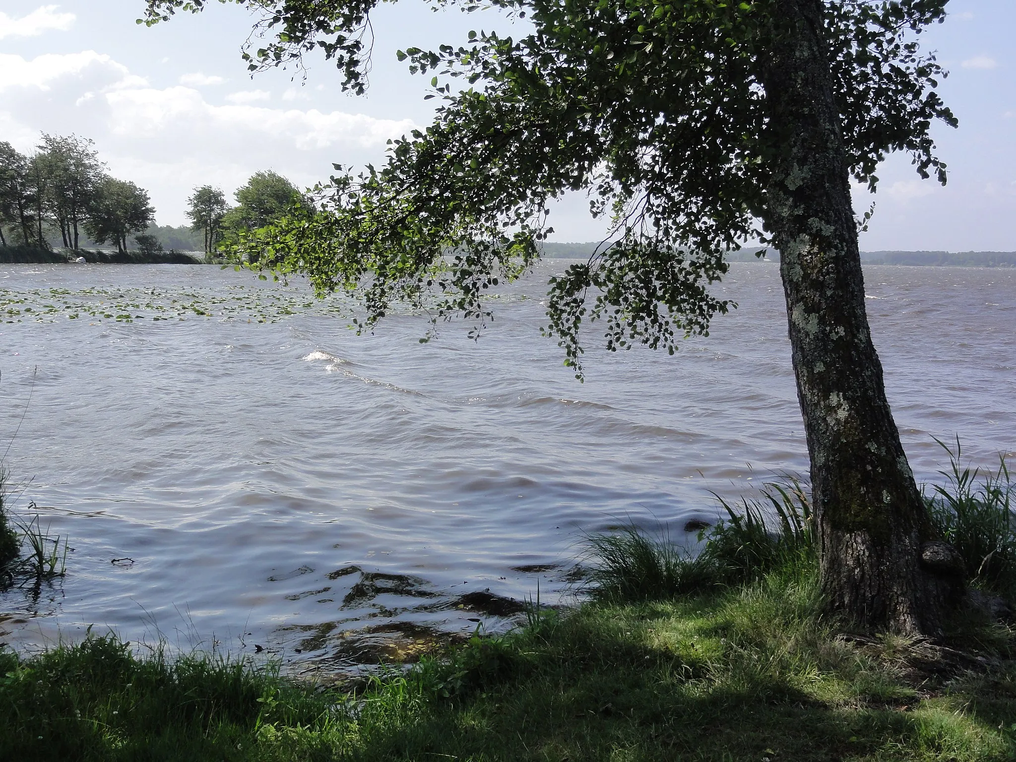 Photo showing: Azur (Landes) étang de Soustons