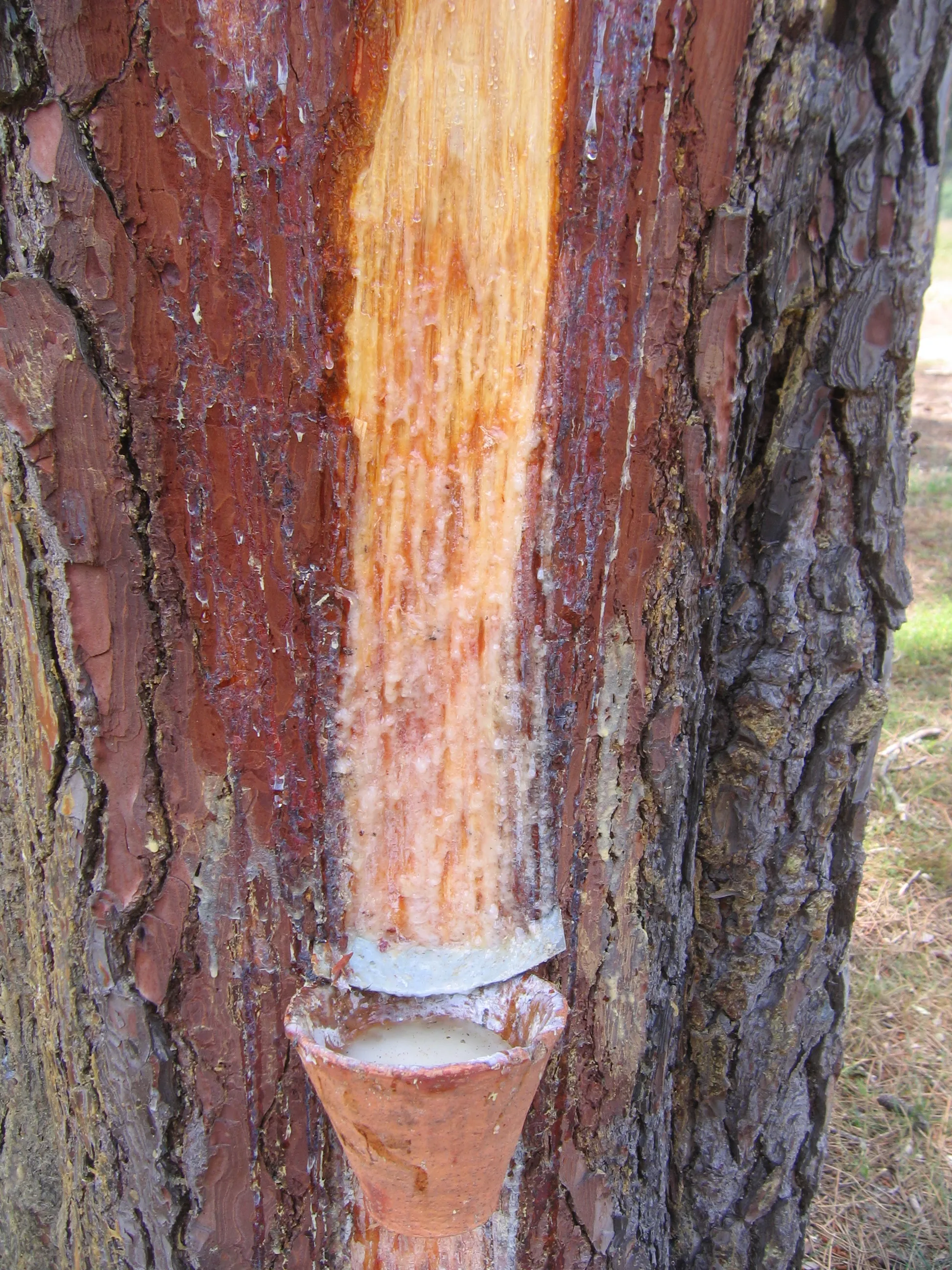 Photo showing: Mimizan dans les Landes (département) Aquitaine