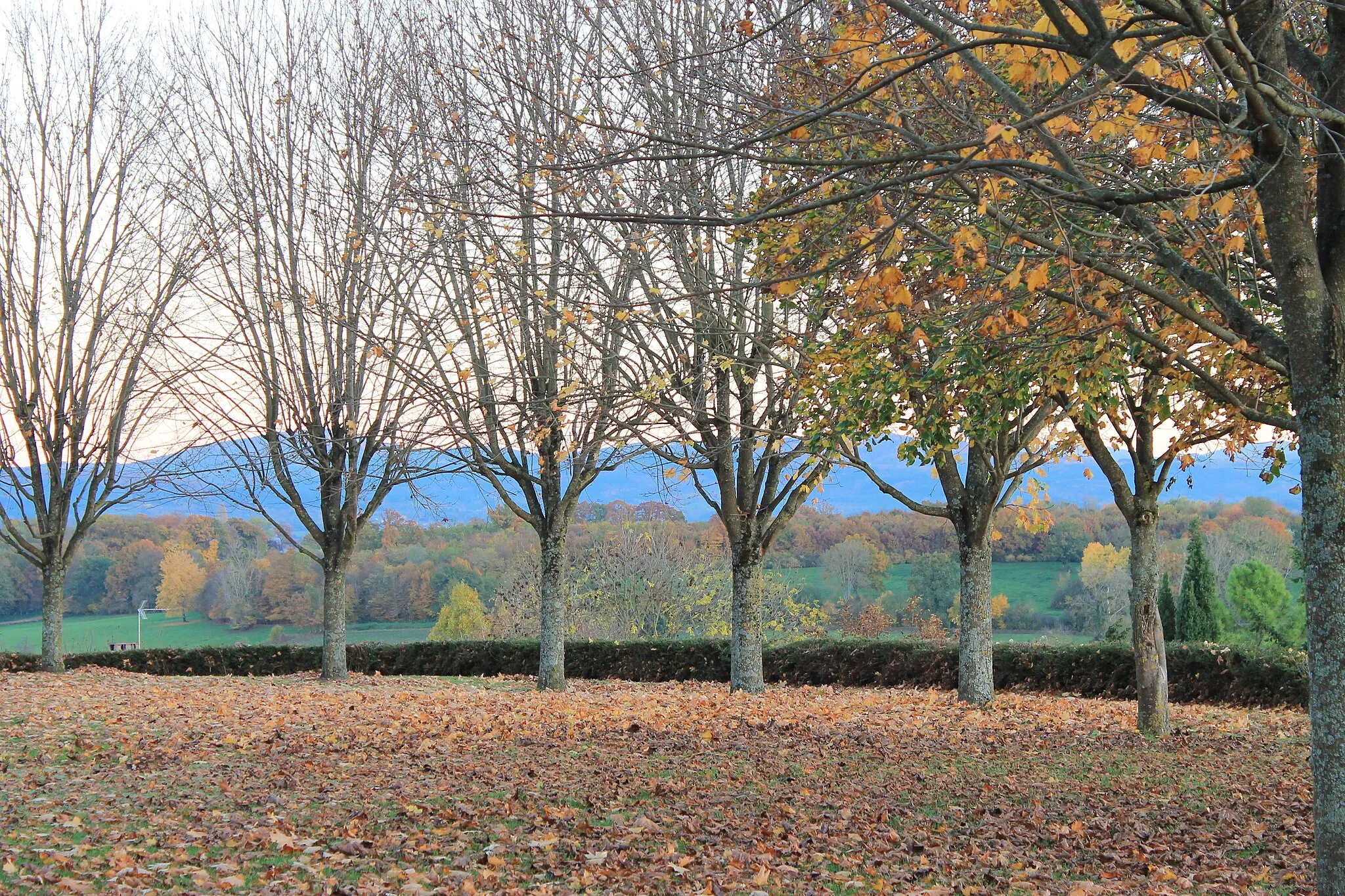 Photo showing: Autumn leaves in Mons