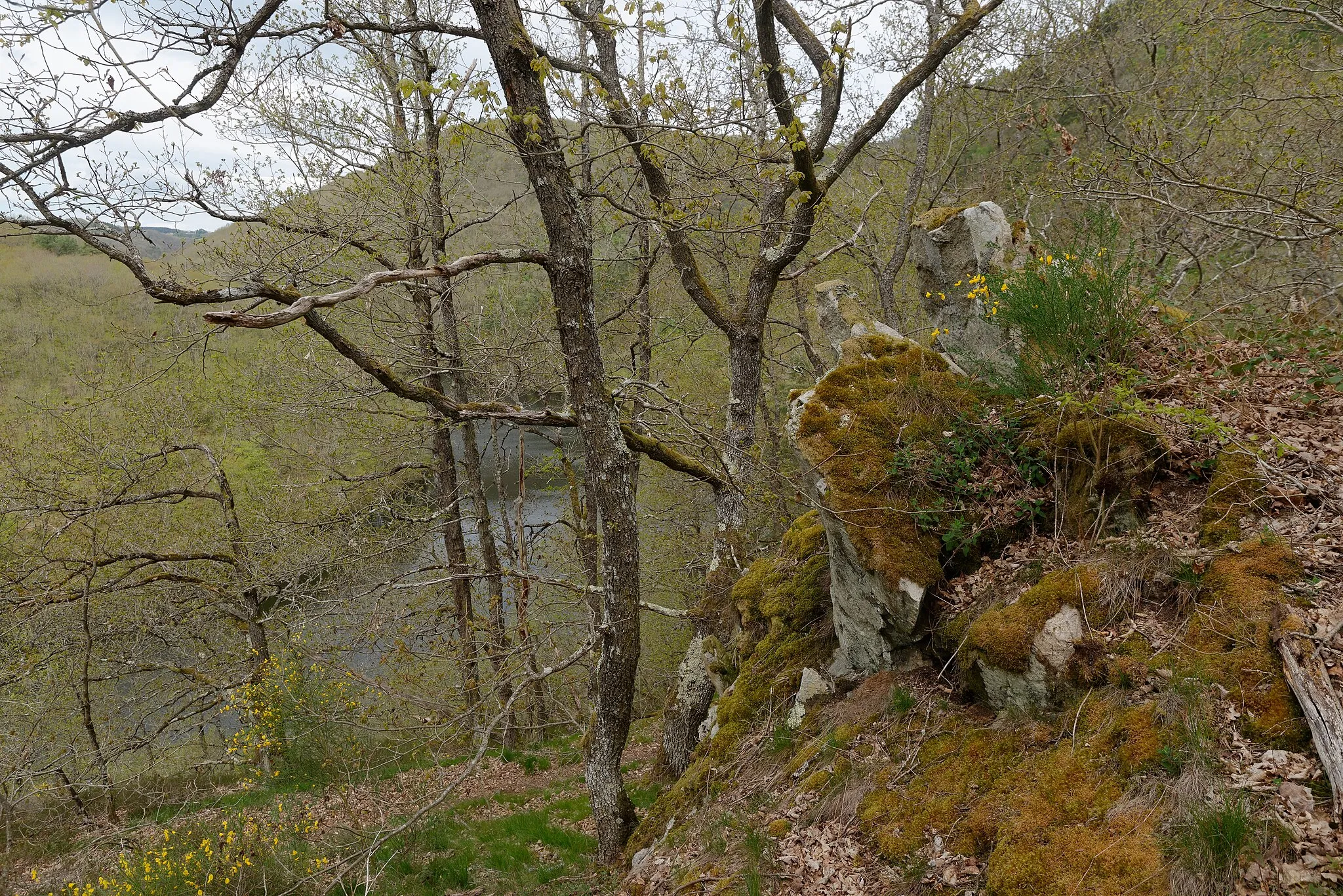 Photo showing: Affleurements rocheux dans la forêt de chênes surplombant les gorges de la Sioule à Saint-Gervais d'Auvergne.