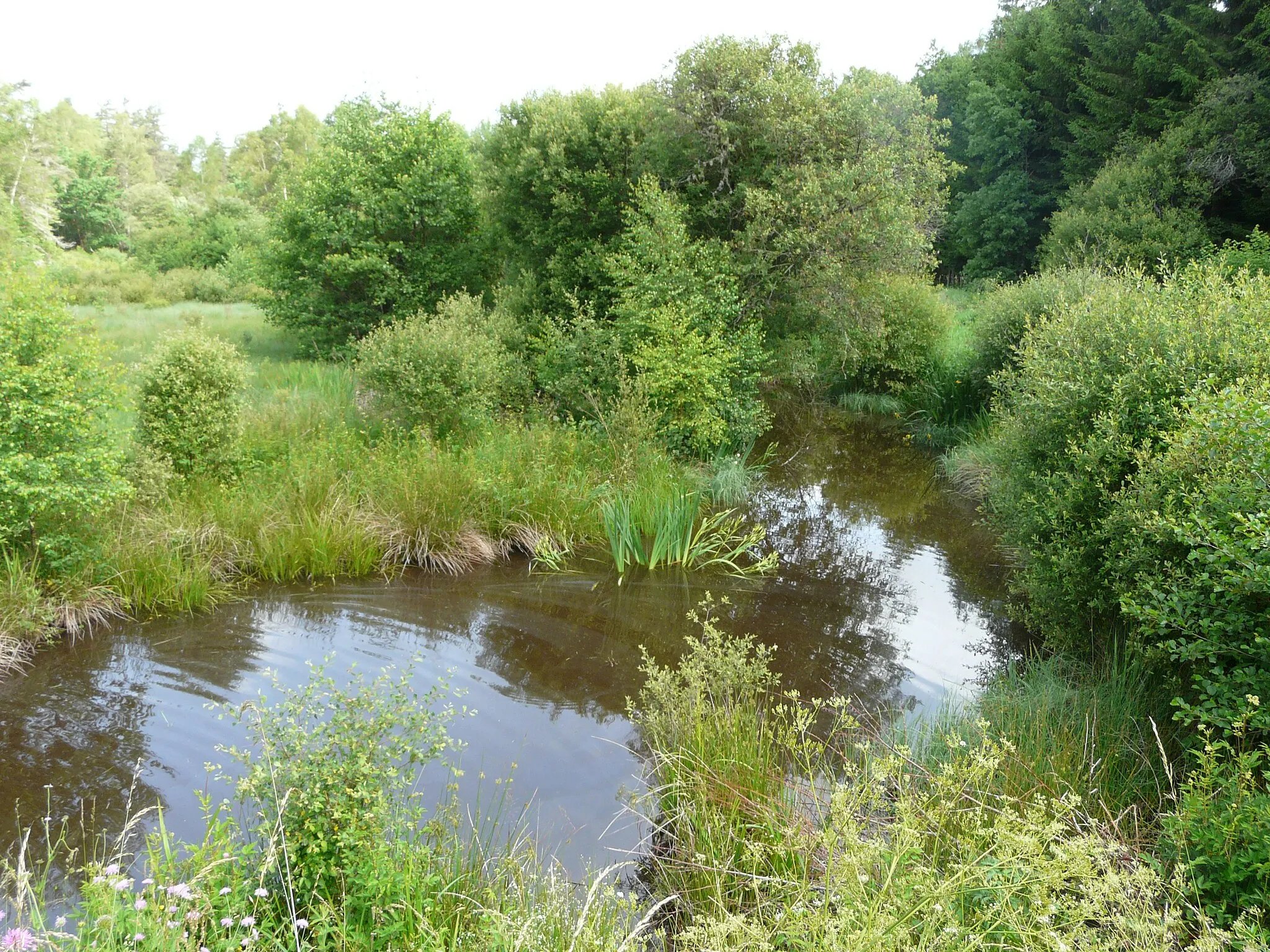 Photo showing: Le Dognon (bras occidental qui alimente l'étang) en amont de la route départementale 159, Saint-Étienne-aux-Clos, Corrèze, France.