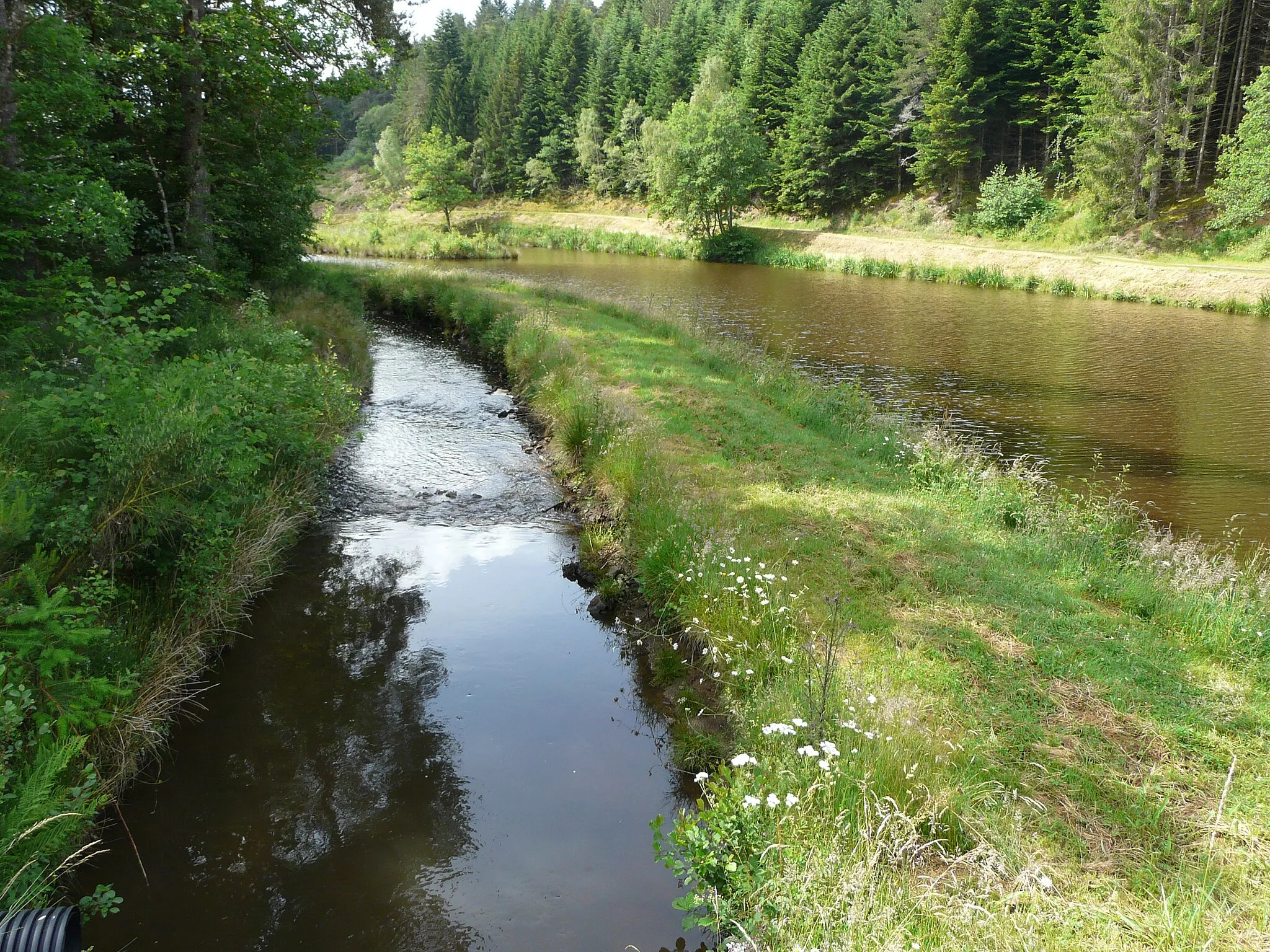 Photo showing: Le Dognon (bras oriental) en aval de la route départementale 159, Saint-Étienne-aux-Clos, Corrèze, France.