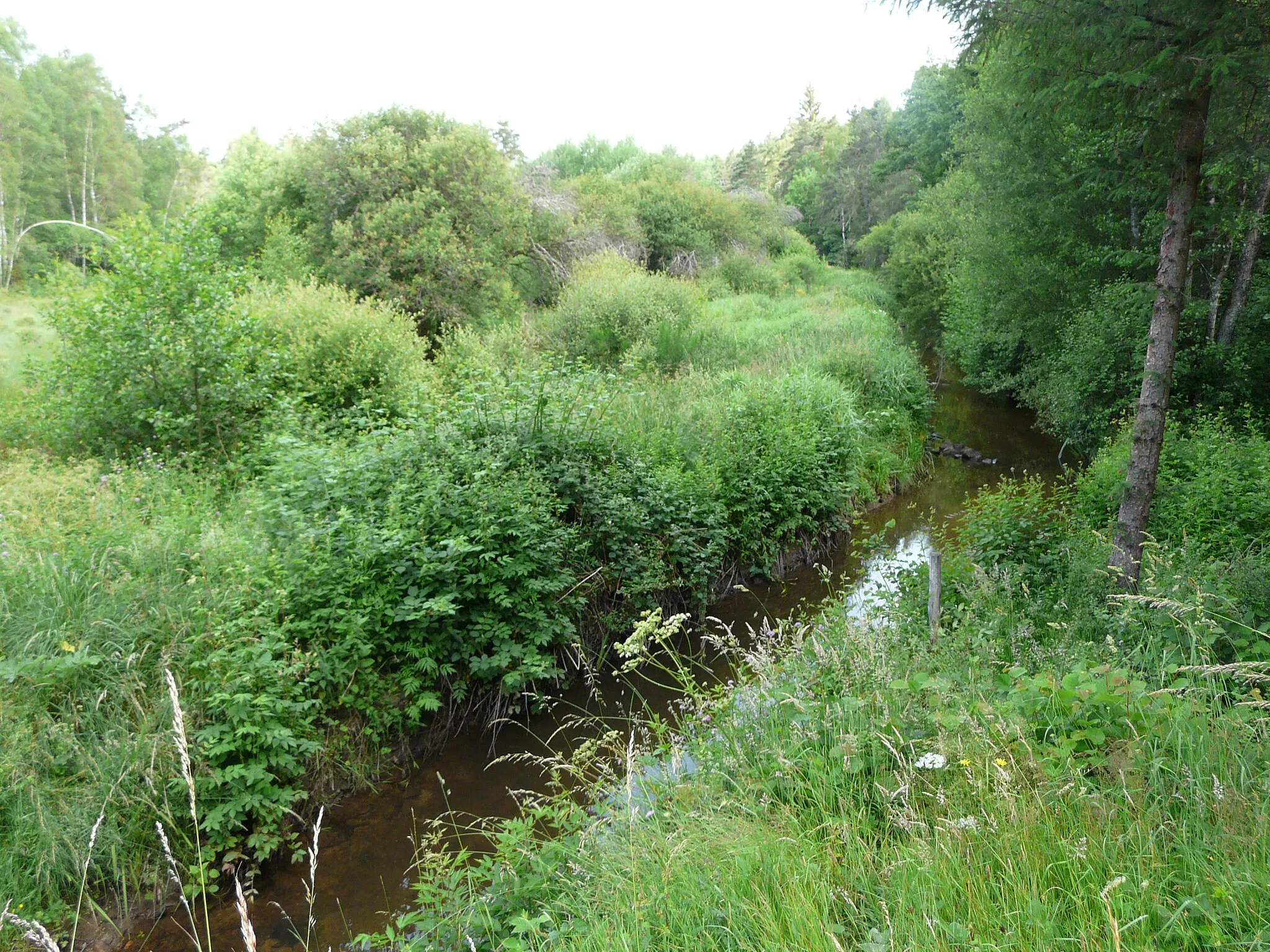 Photo showing: Le Dognon (bras oriental) en amont de la route départementale 159, Saint-Étienne-aux-Clos, Corrèze, France.