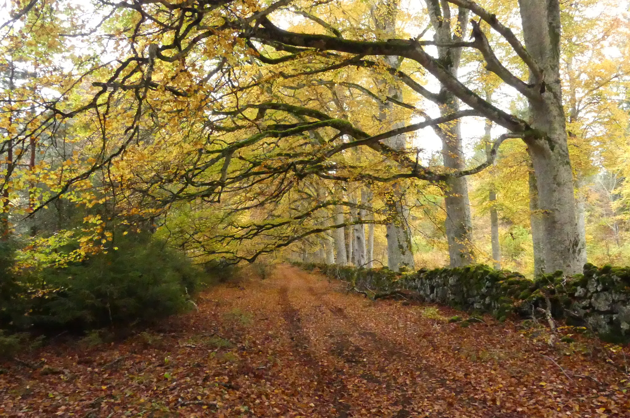 Photo showing: Les hêtres de la forêt d'Allagnat près du Puy-de-Dôme