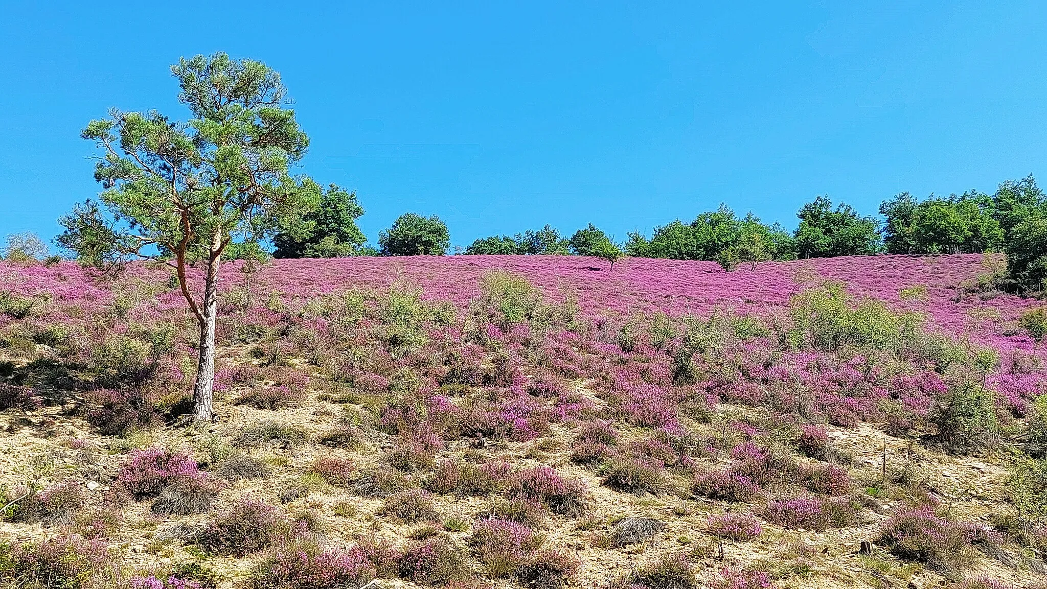 Photo showing: Landes de Péraclos - Chouvigny - Puy de Dôme - France