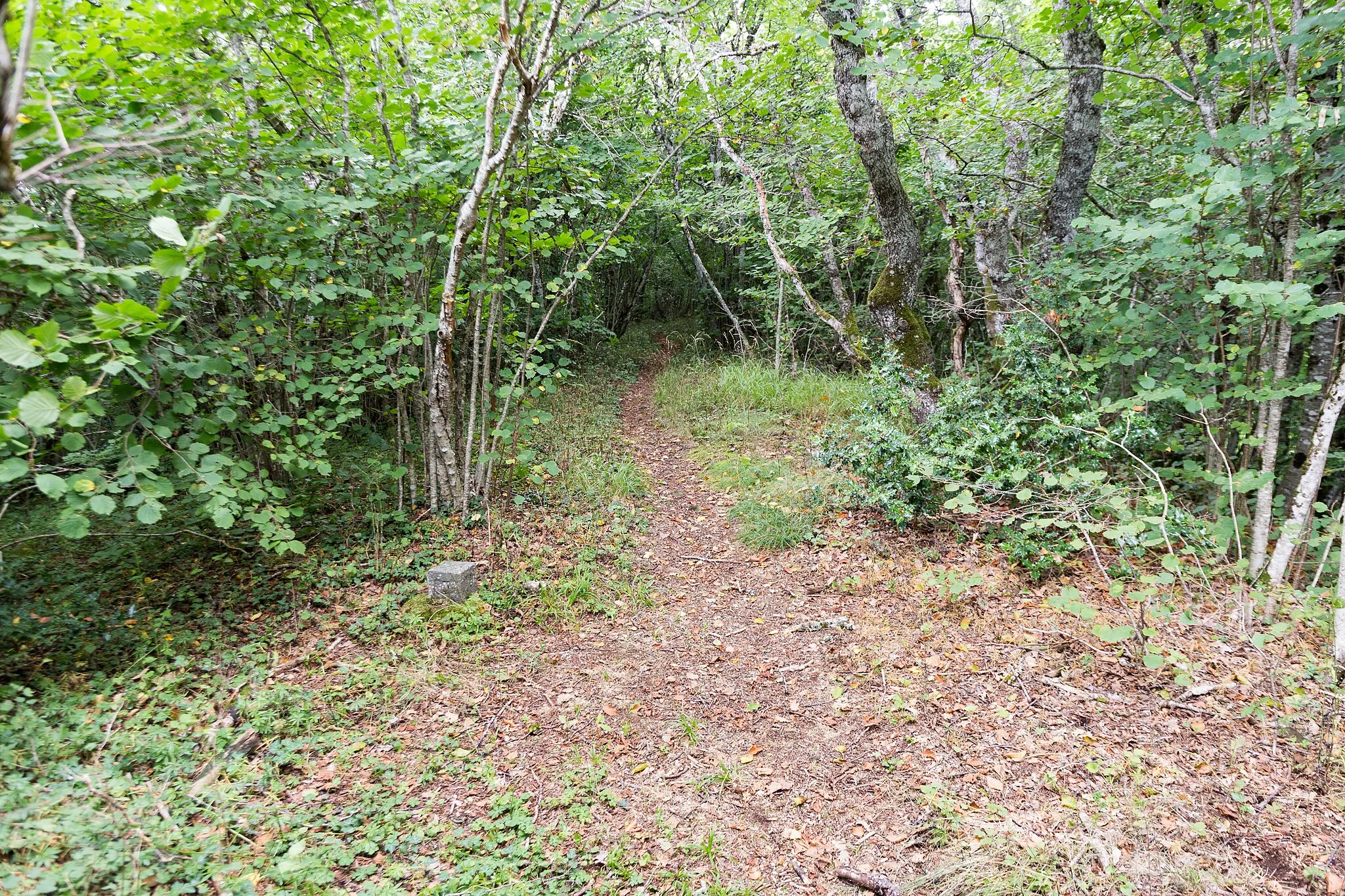 Photo showing: Chemin au sommet du puy de la Nugère.