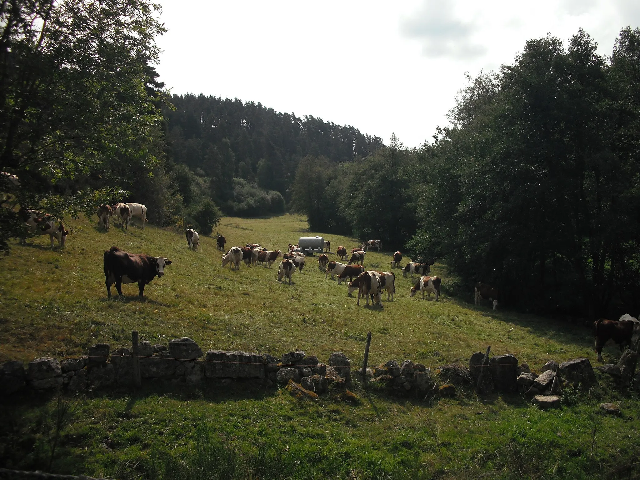 Photo showing: Champ de vaches à Saint-Just (Cantal)