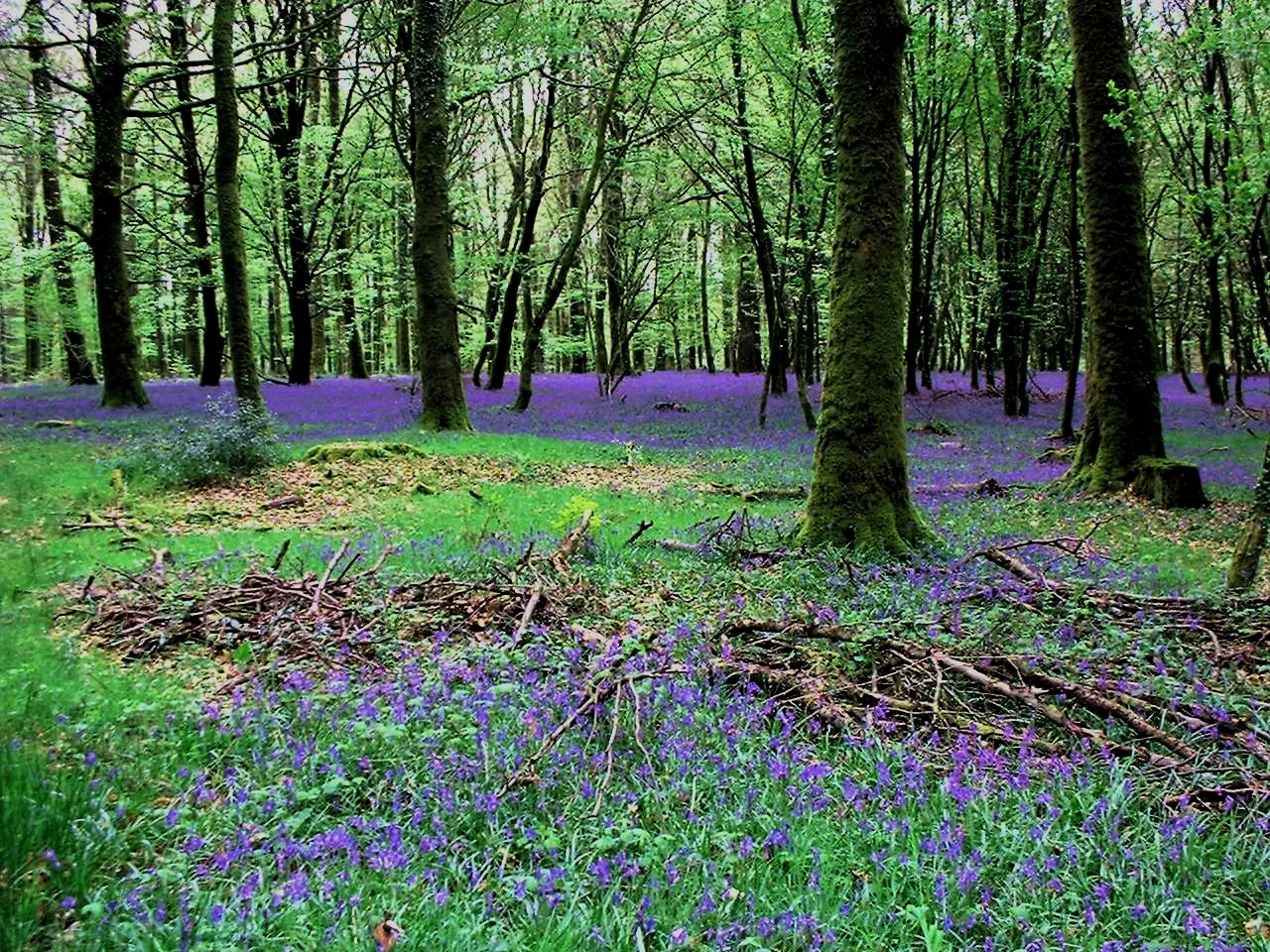 Photo showing: Paysage de la forêt des Andaines (Orne)