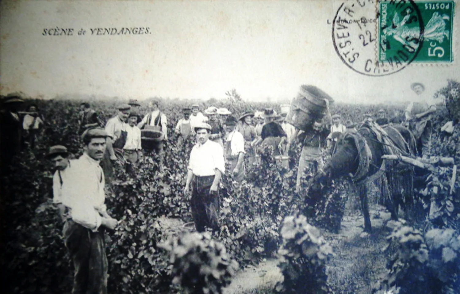 Photo showing: Vendanges en Calvados