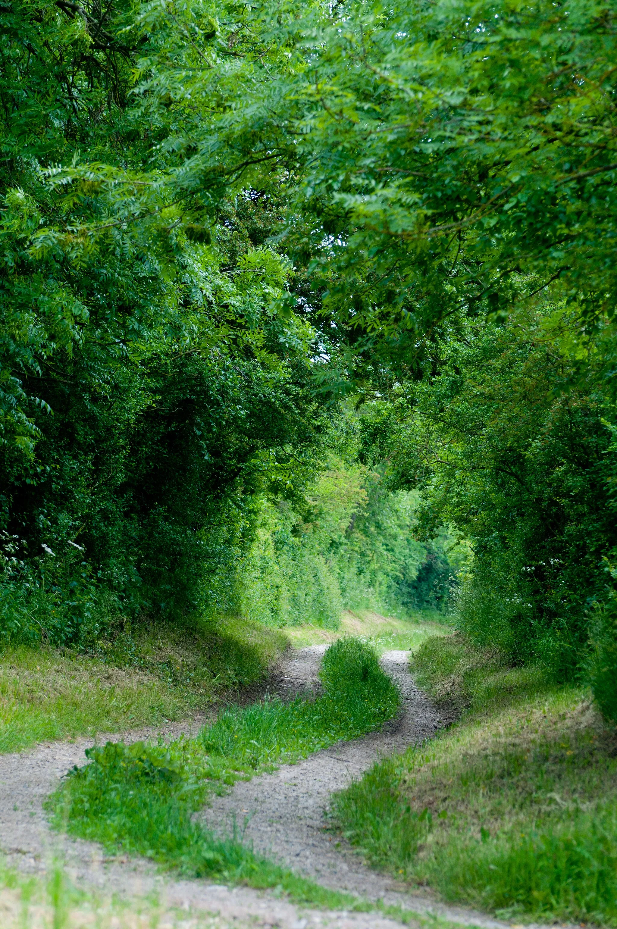 Photo showing: The dreaded bocage through which the U.S. troops had to battle their way.