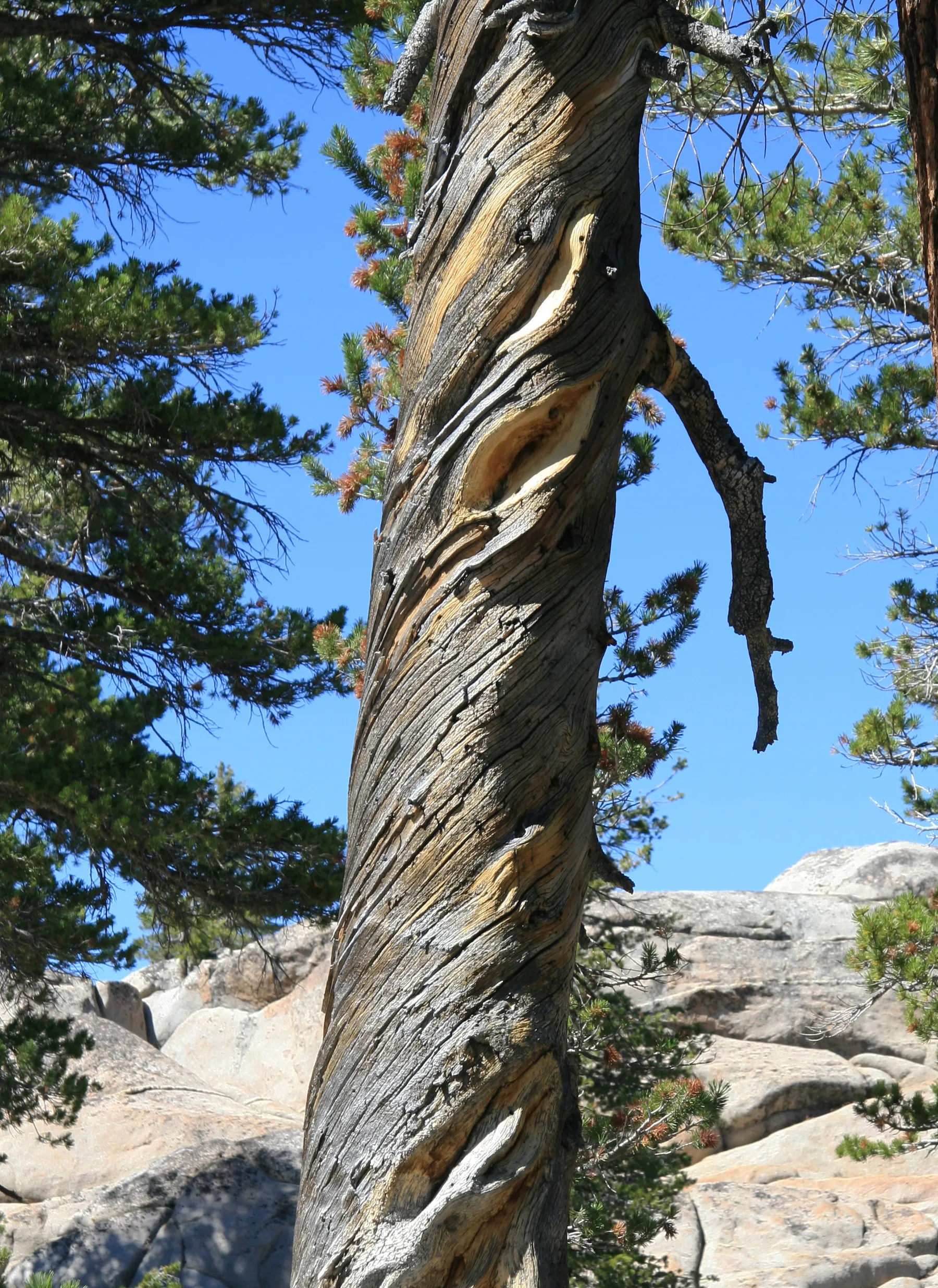 Photo showing: Dead lodgepole pine (Pinus contorta), showing the quite usual, strongly spiral twist of the wood grain.  Near Lake Lertoria, Emigrant Wilderness, Sierra Nevada USA.