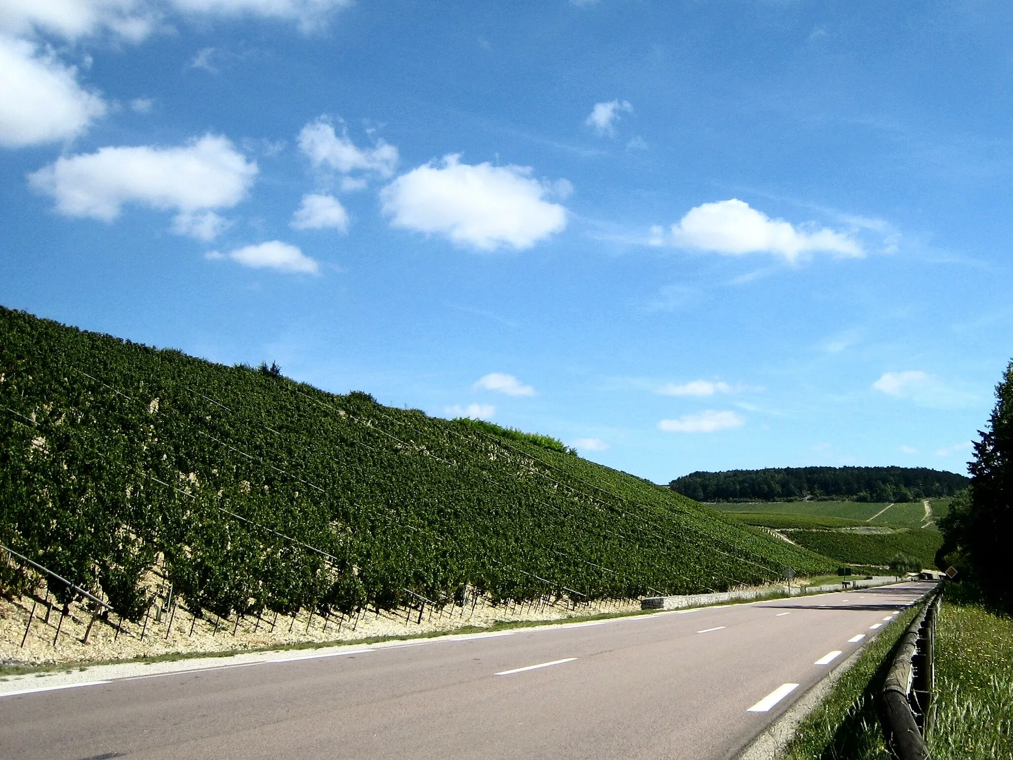 Photo showing: The Grand Cru vineyards of Bougros and Vaudésir on the D91 north of Chablis, Burgundy. Les Preuses is up the far hill, below the wood.