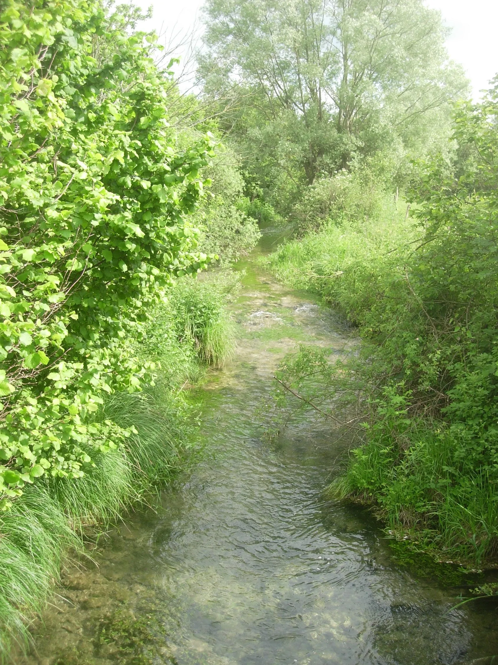 Photo showing: Rivière de Juvancourt : la Maze, affluent de l'Aube