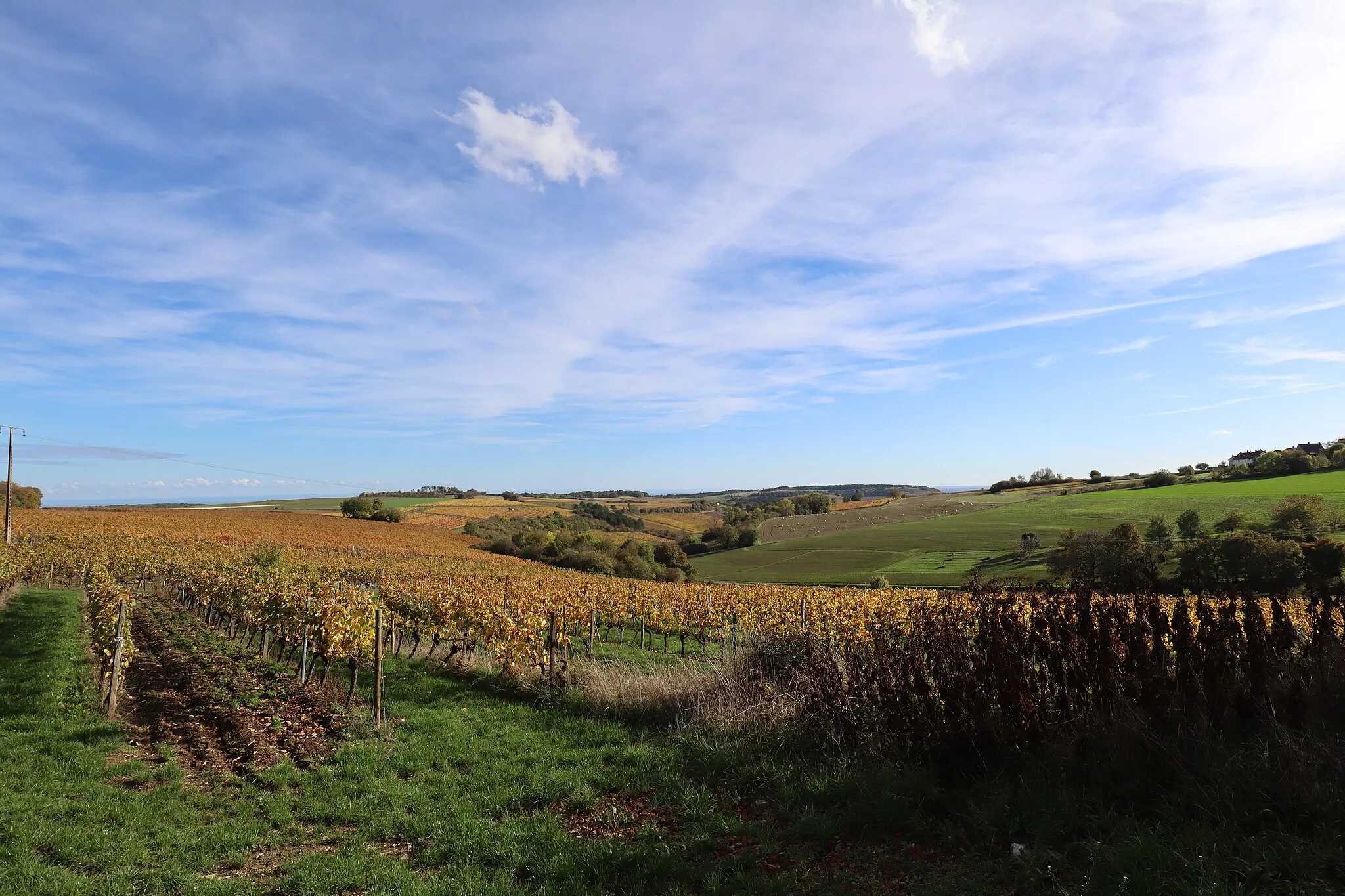 Photo showing: Vignes à Fussey (Côte-d'Or).