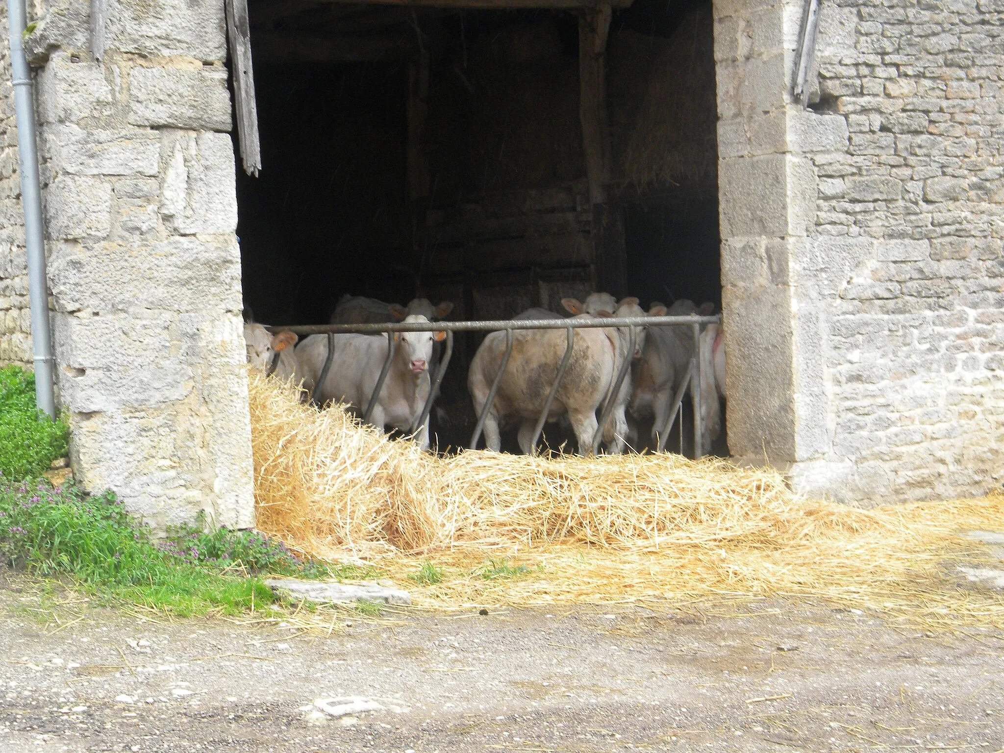 Photo showing: Bovo en Martrois