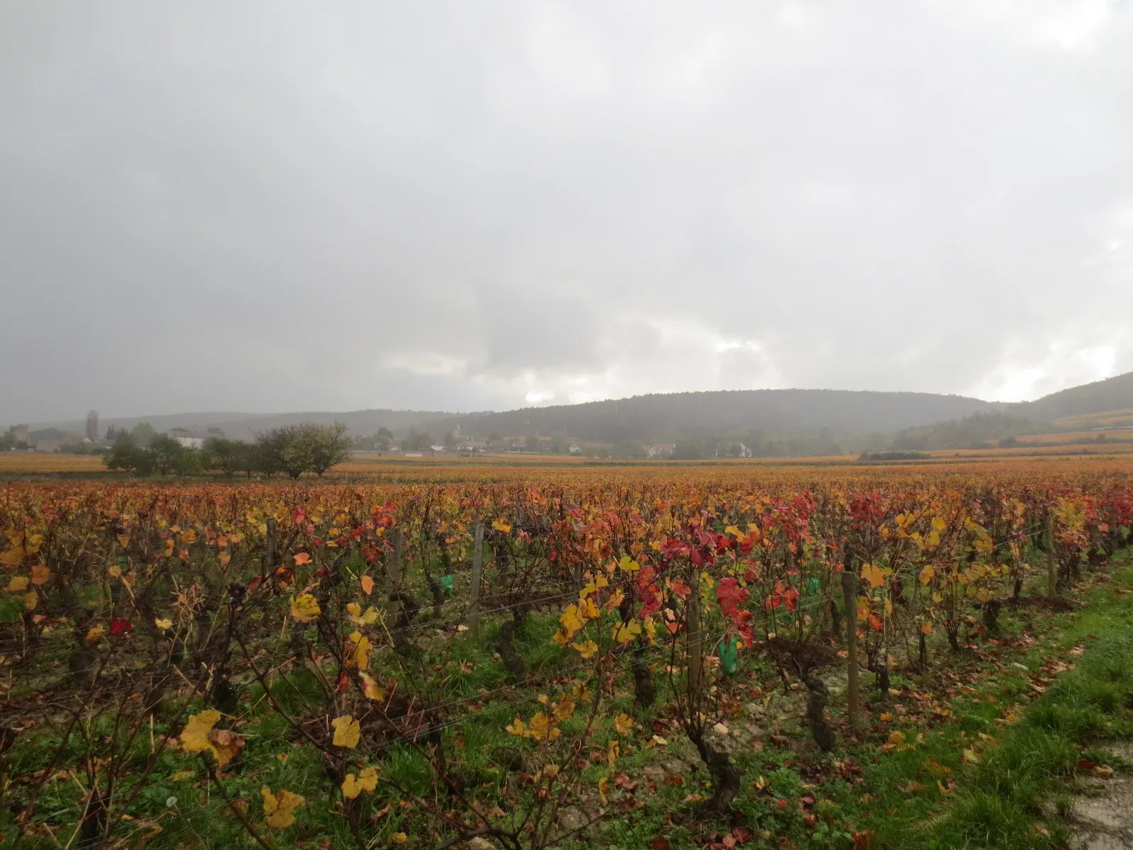 Photo showing: Vignoble de Fixin