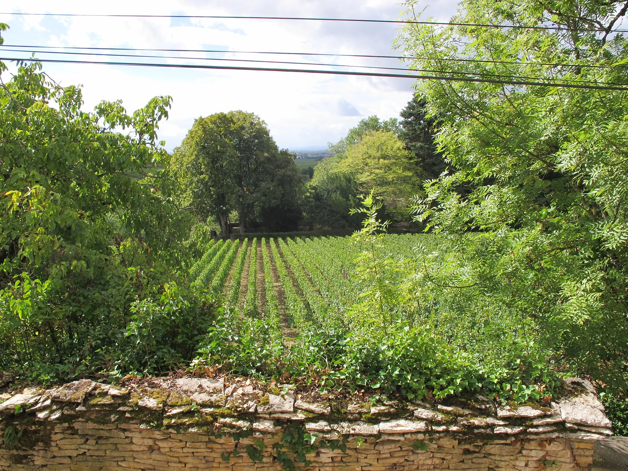 Photo showing: Vignoble de Pernand-Vergelesses