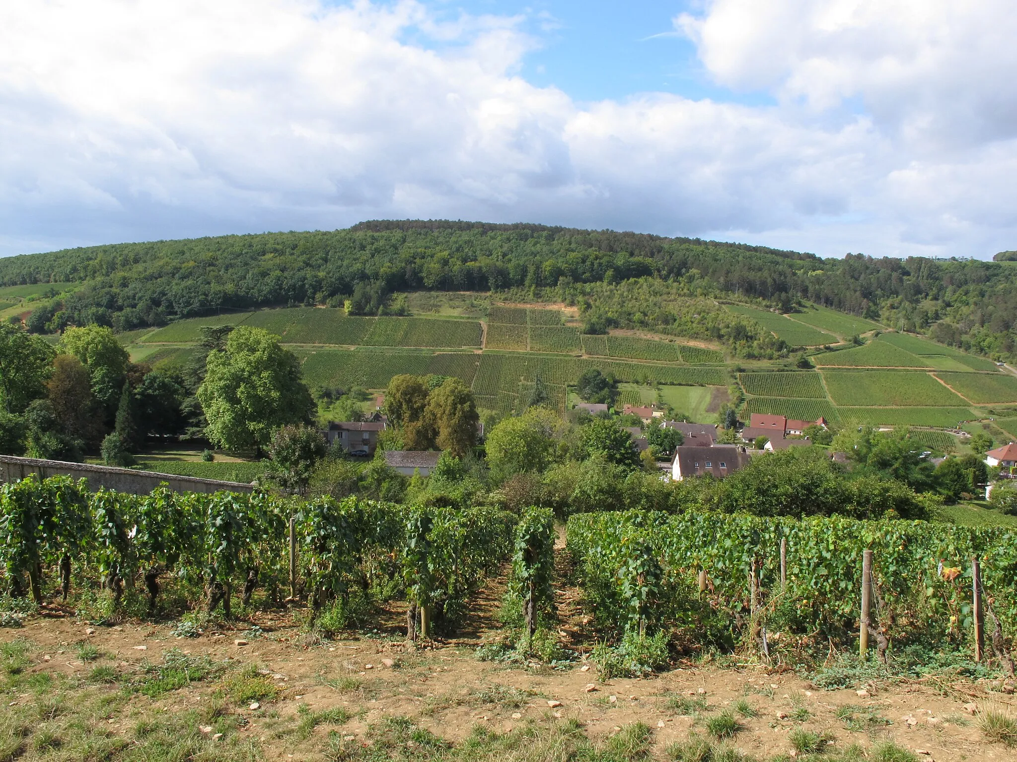 Photo showing: Vignoble de Pernand-Vergelesses