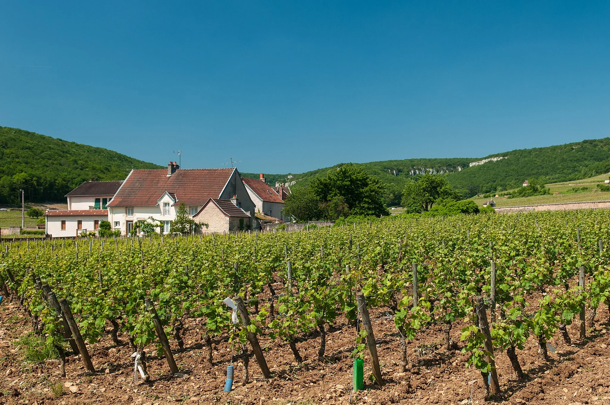 Photo showing: Vineyards near Gevrey-Chambertin