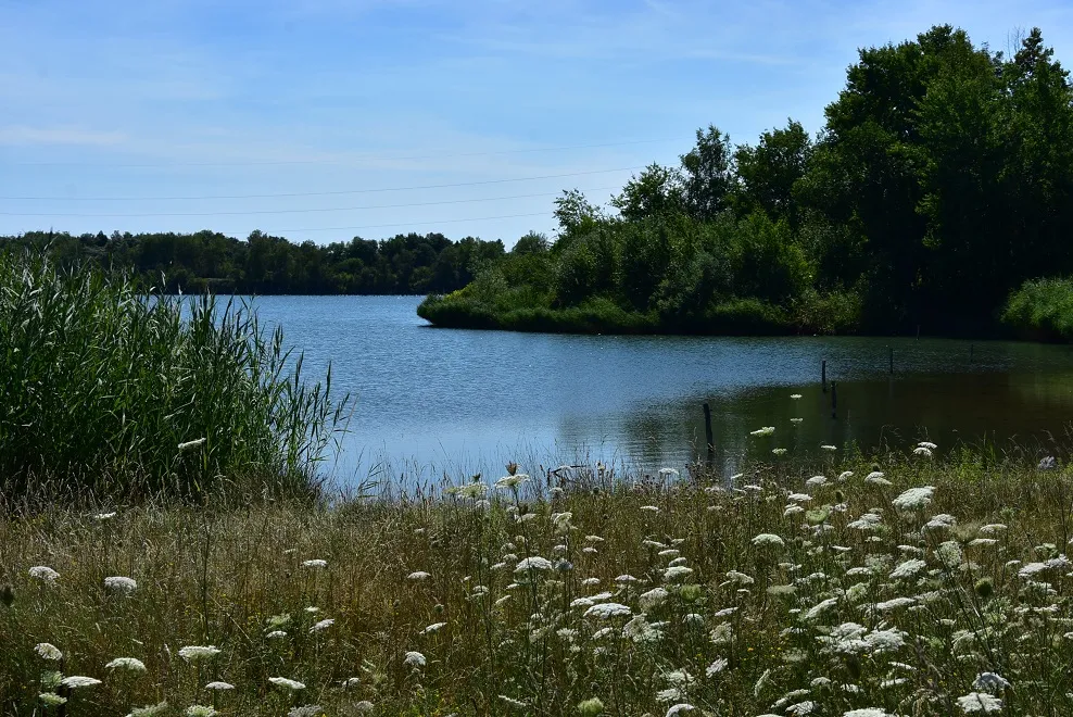 Photo showing: Lac St-Pierre au sein du parc Maugrand, Montceau (71).
Avec St-Louis situé de l'autre côté de l'av. des Alouettes, l'ensemble forme un vaste site de 180 ha, soit 2/3 des espaces verts de la commune.
Le tout aménagé sur une ancienne concession minière d'extraction à ciel ouvert, et inauguré en 2000 peu après l'arrêt de l'exploitation.

Montceau possède une autre zone de loisirs de vaste étendue, au S-E de part et d'autre de la route de Cluny (D980), avec le lac du Plessis.