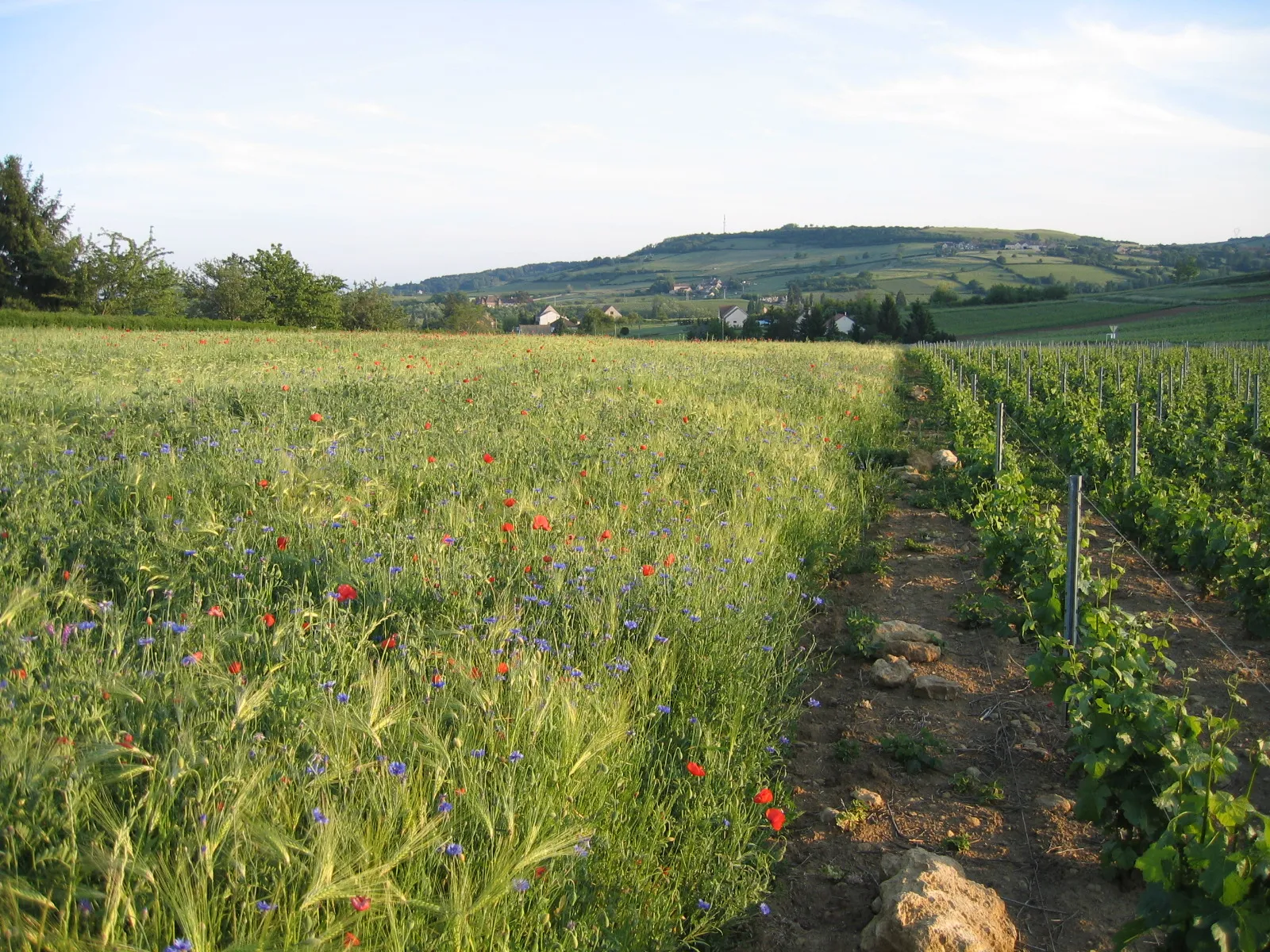 Photo showing: Vignes et céréales à Bissey-sous-Cruchaud (Saône-et-Loire, région Bourgogne)