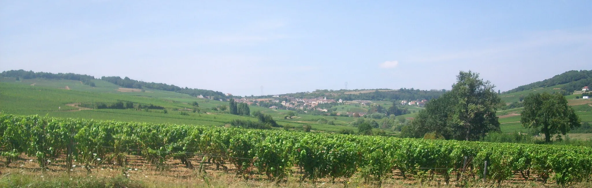 Photo showing: Vue du vignoble de Montagny à Montagny-lès-Buxy