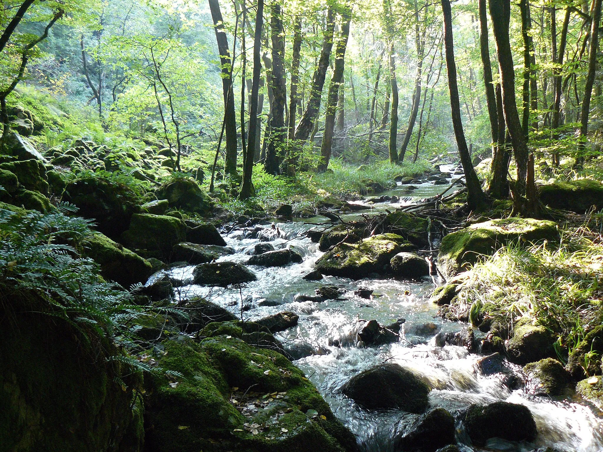 Photo showing: Les gorges de la Canche (Saône-et-Loire, France)