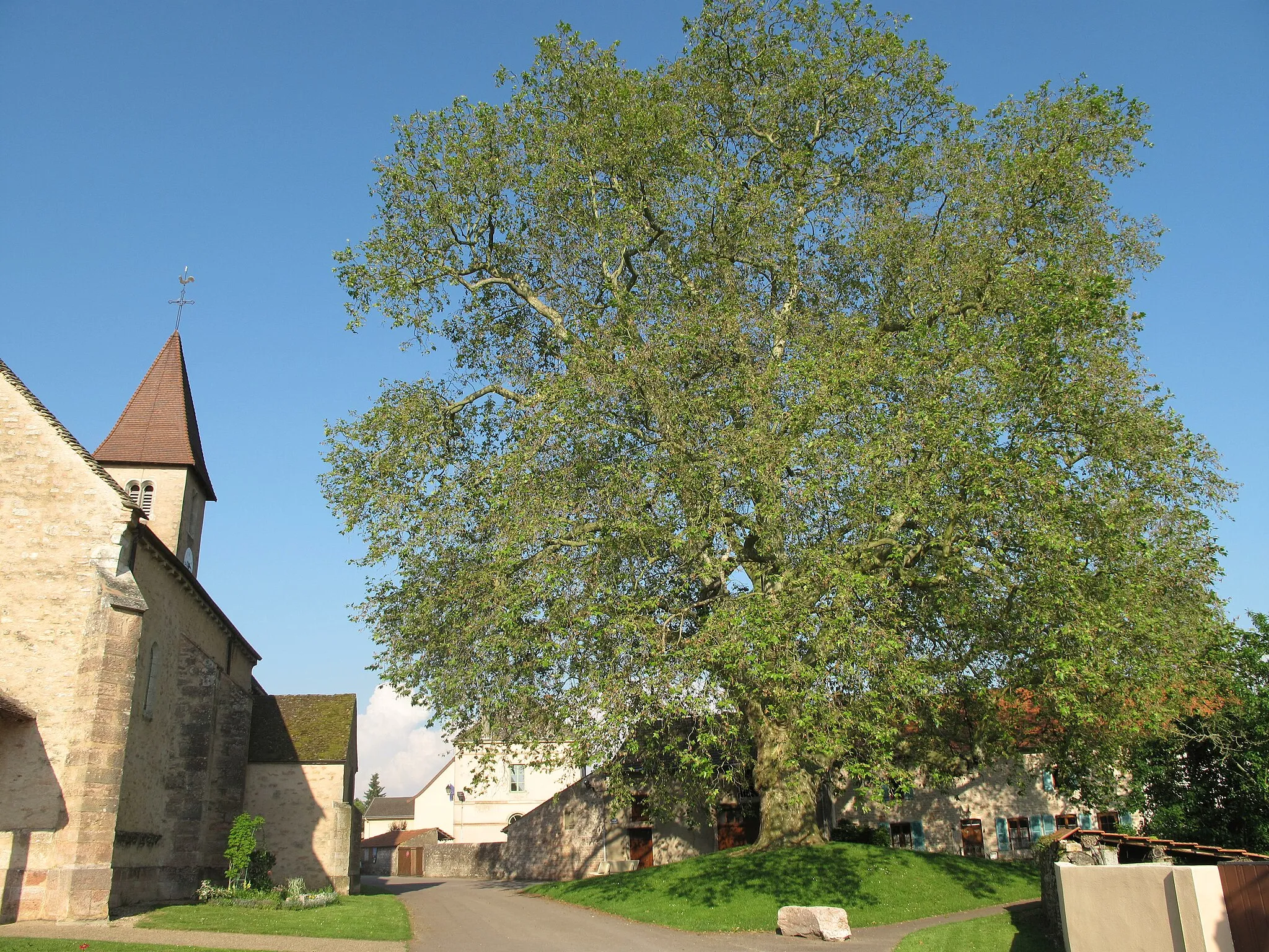 Photo showing: The church and the platanus in Préty (Saône-et-Loire, France).