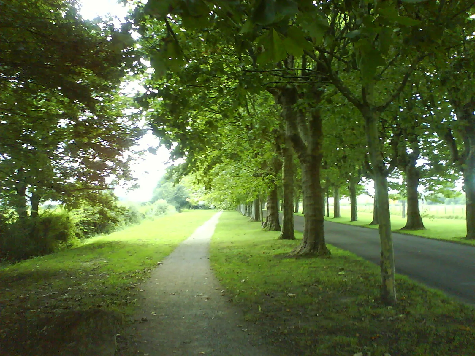 Photo showing: Allée des platanes