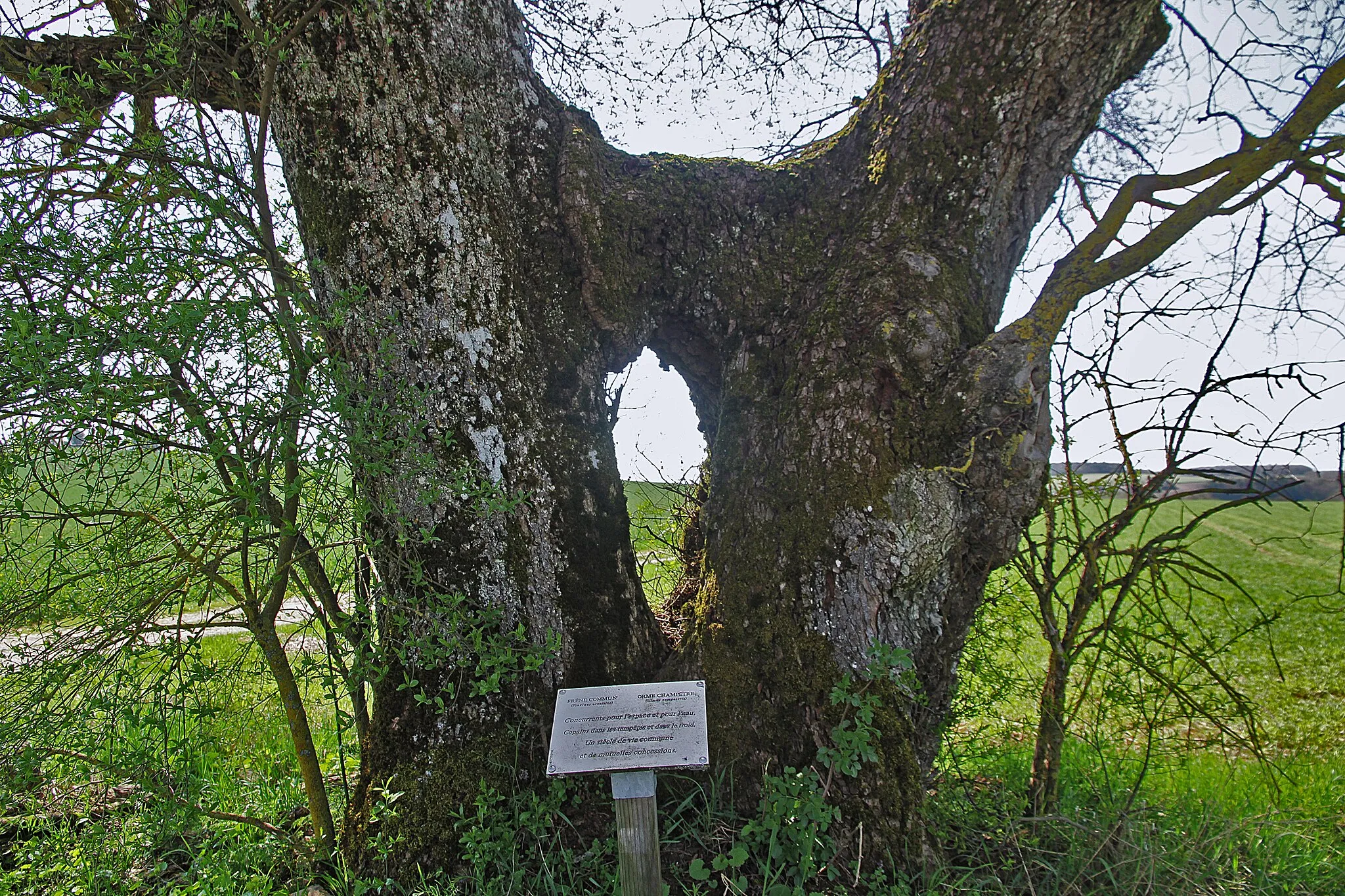 Photo showing: An elm and an ash tree grow together near Beneuvre.