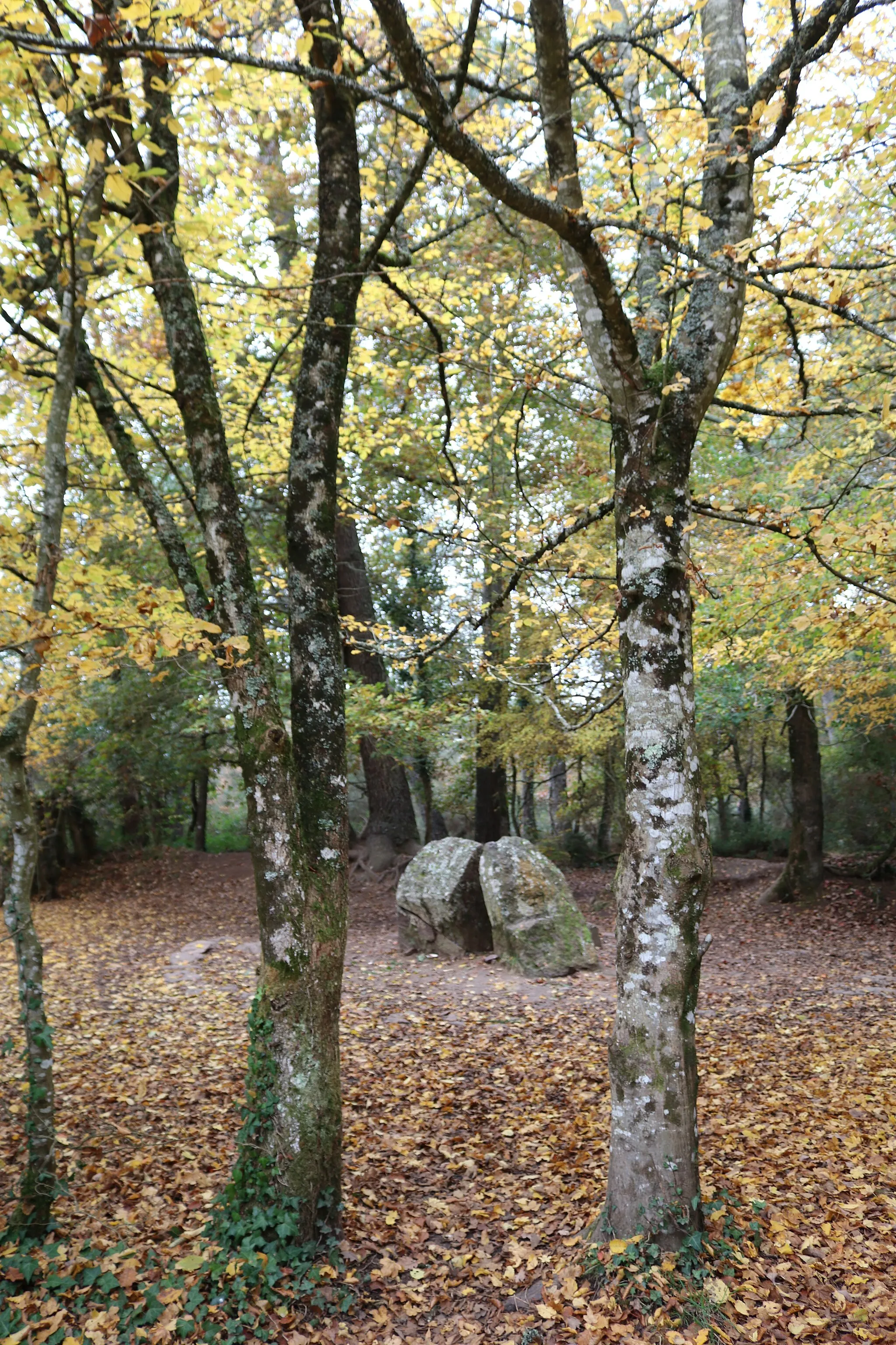 Photo showing: Le tombeau de Merlin dans la forêt de Brocéliande (Paimpont, Ille-et-Vilaine)