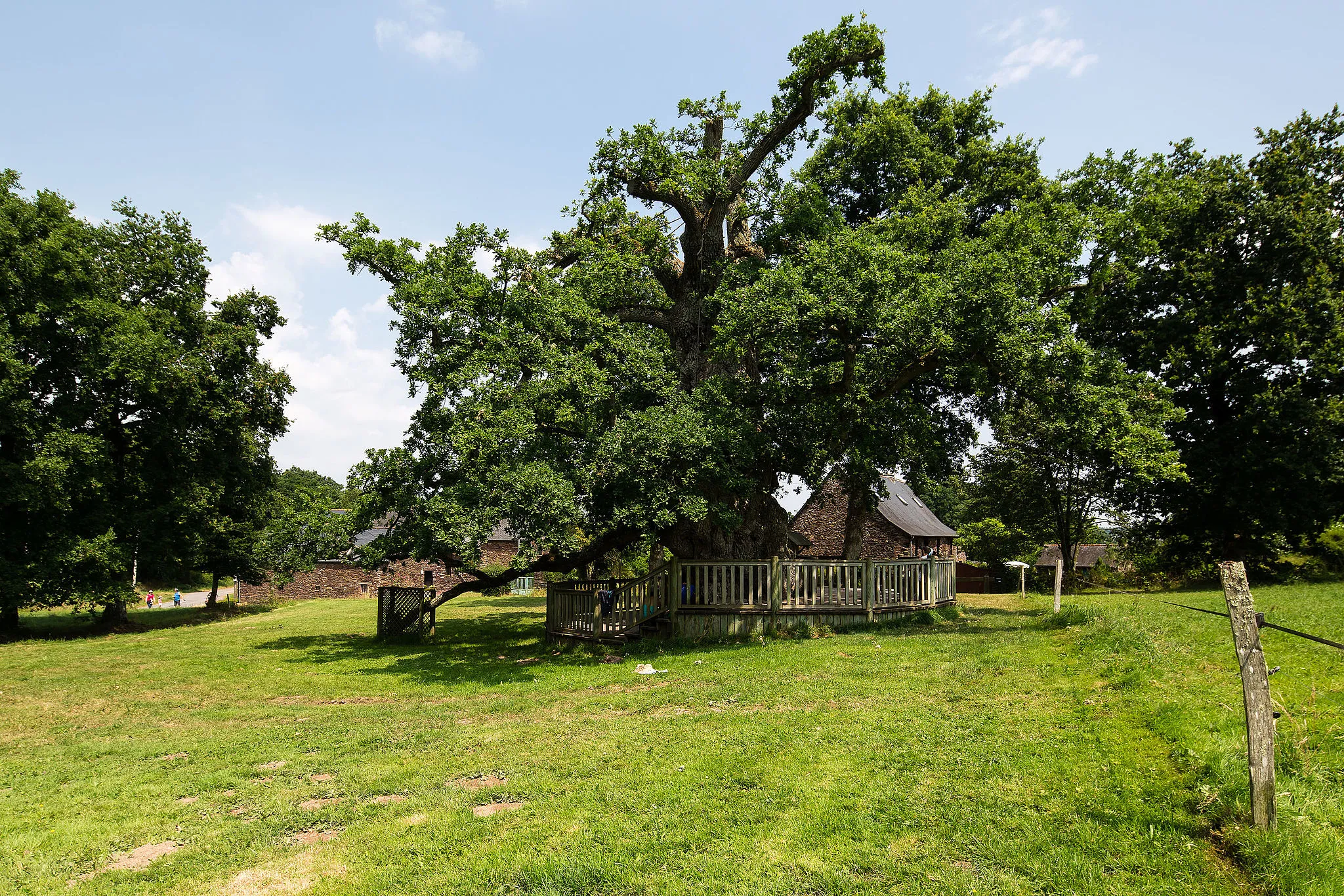 Photo showing: Le chêne à Guillotin de Concoret (France) en été.