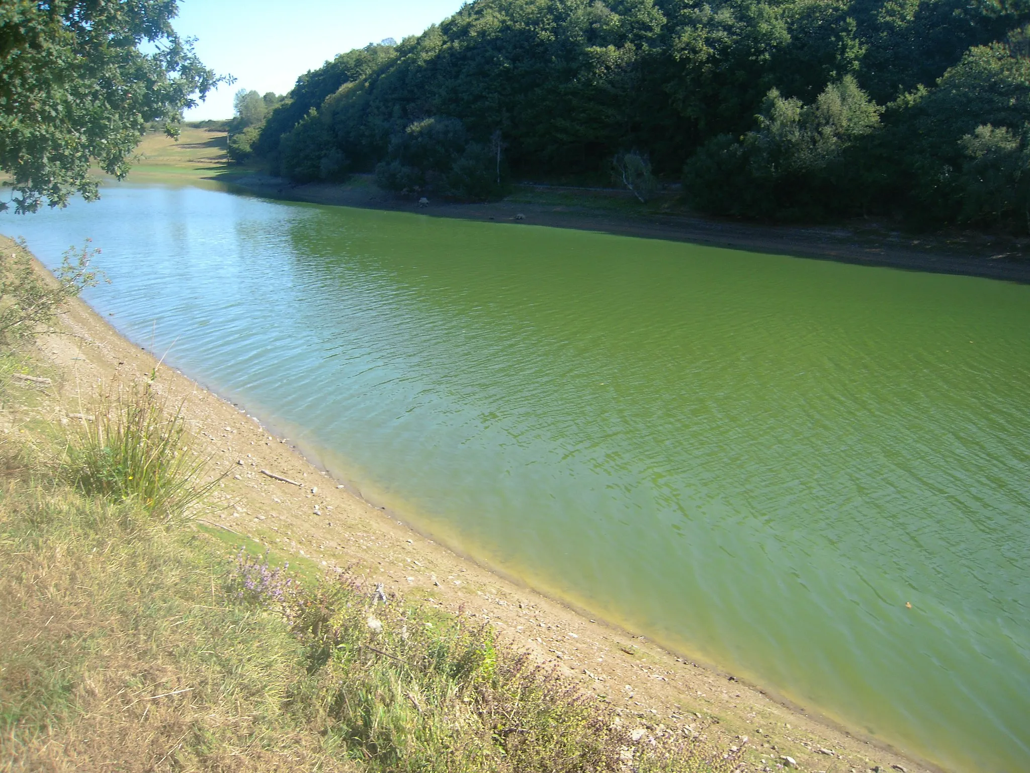 Photo showing: Cyanobactéries au barrage de Haute-Vilaine