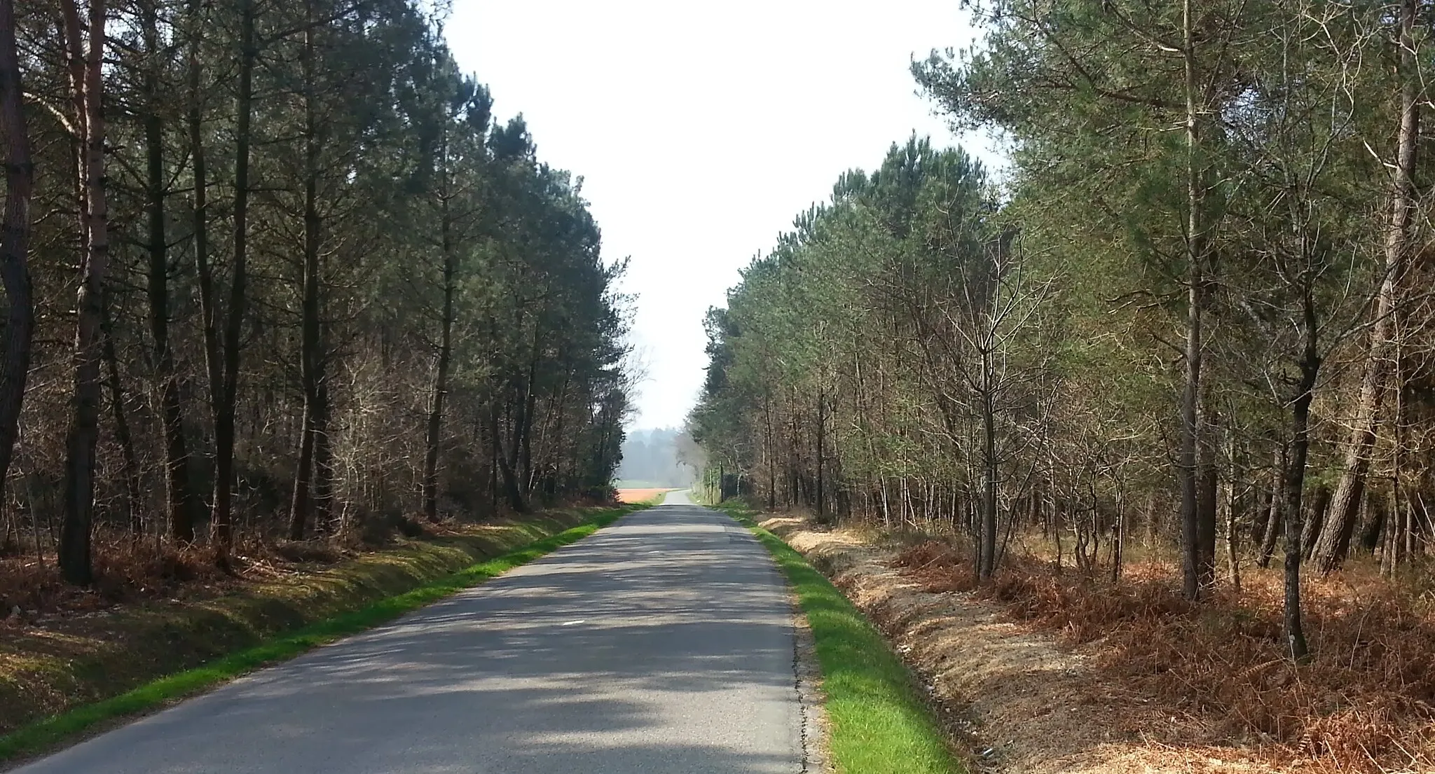 Photo showing: Dans la pinède, vers Saint-Jacut-les-Pins.